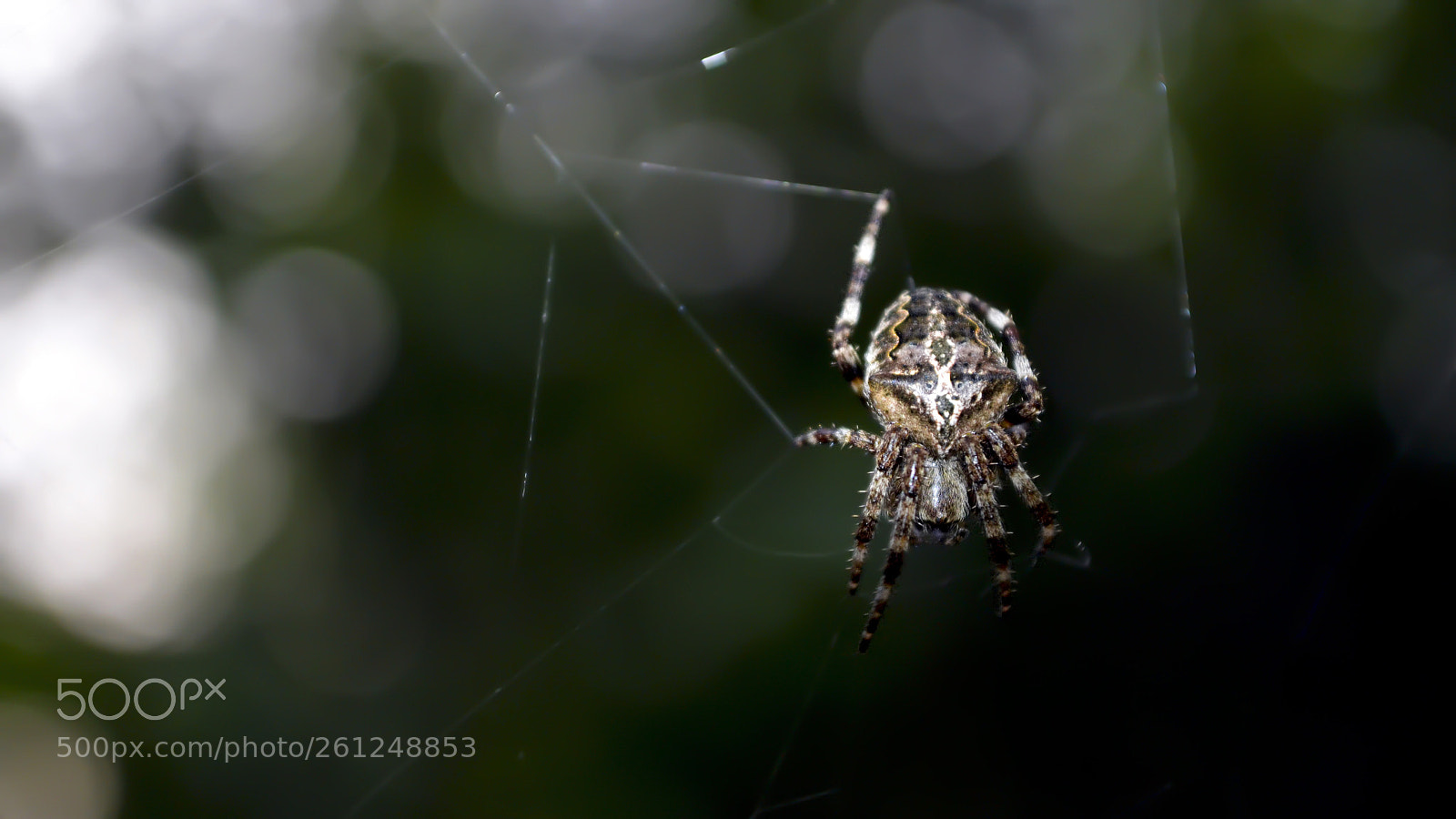 Nikon D3100 sample photo. Spider photography