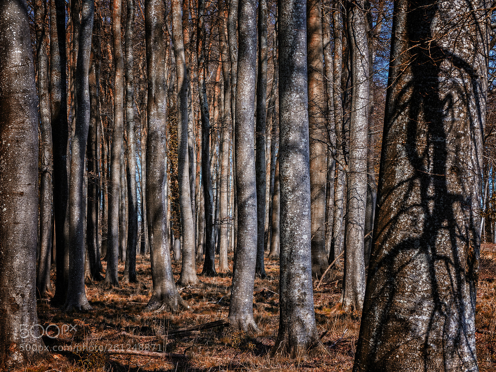 Panasonic Lumix DMC-GH3 sample photo. Into the woods photography