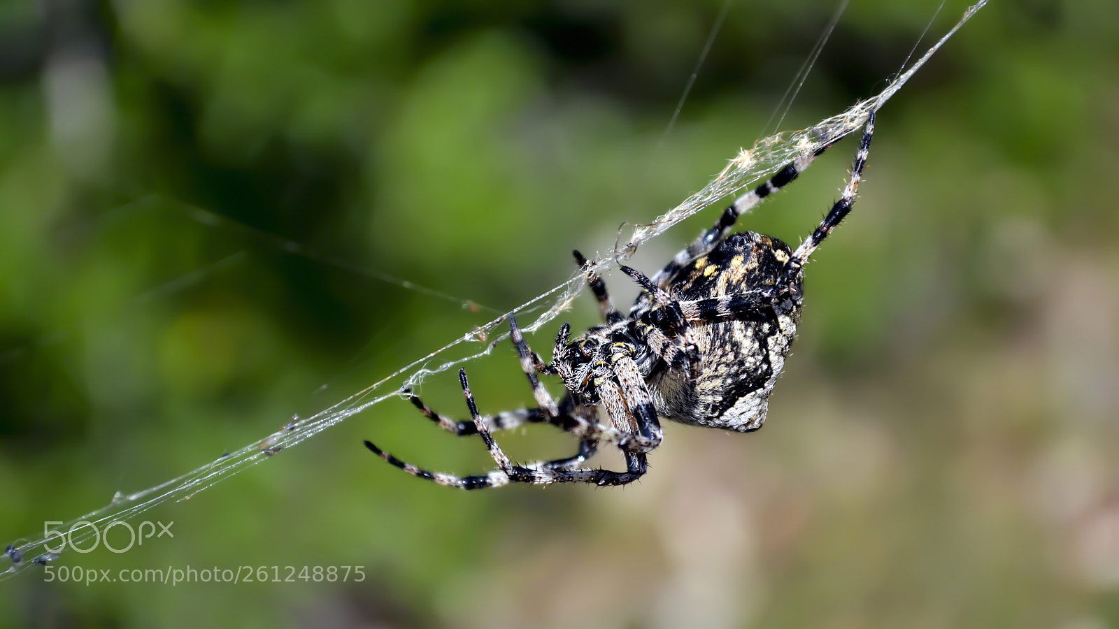 Nikon D3100 sample photo. Big spider photography