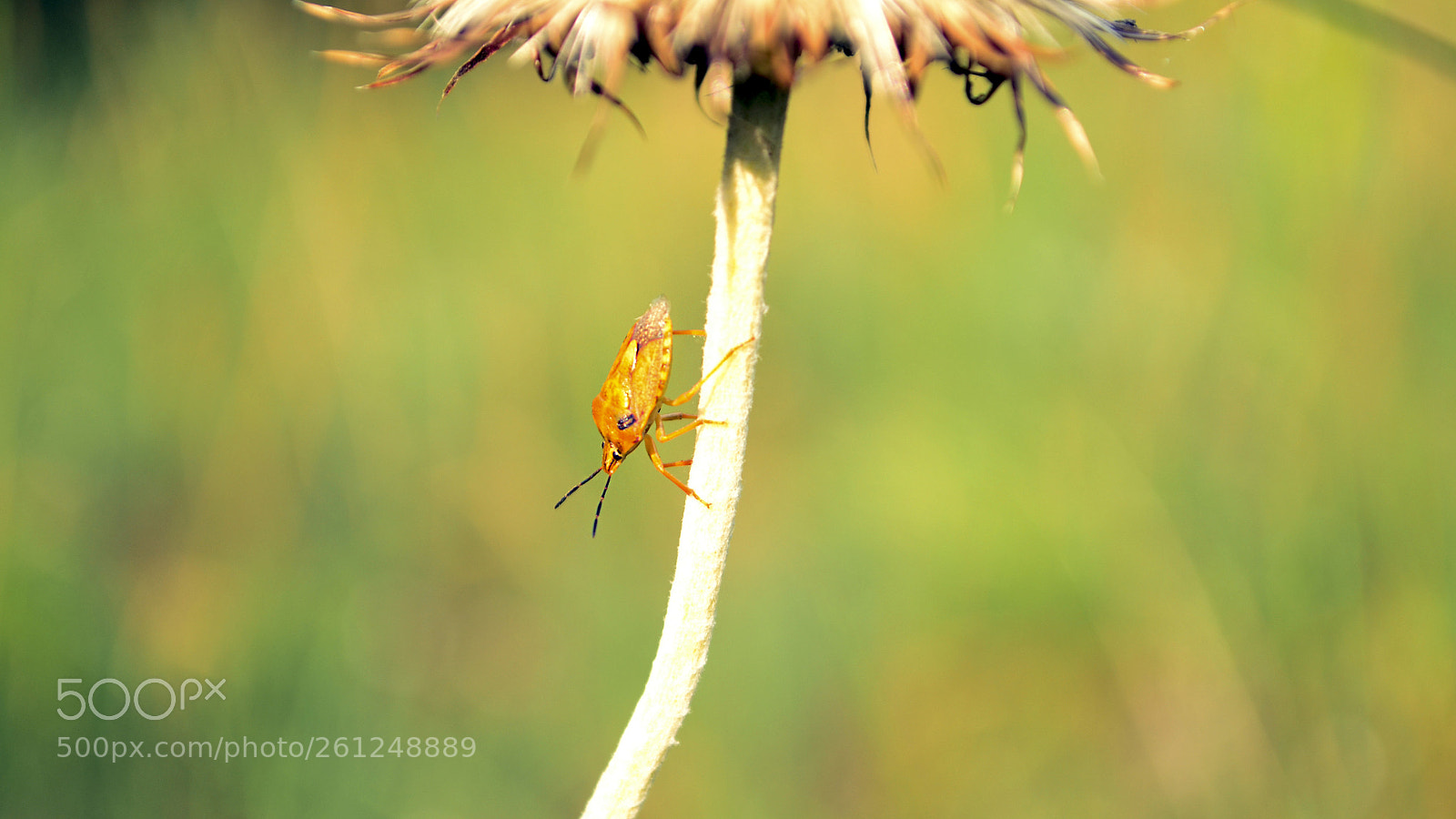 Nikon D3100 sample photo. Something orange photography