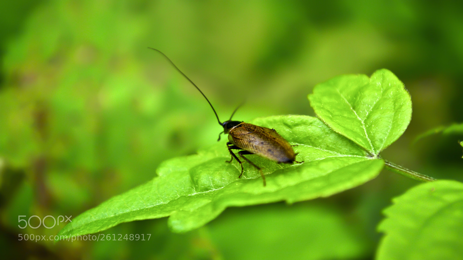 Nikon D3100 sample photo. On the green photography