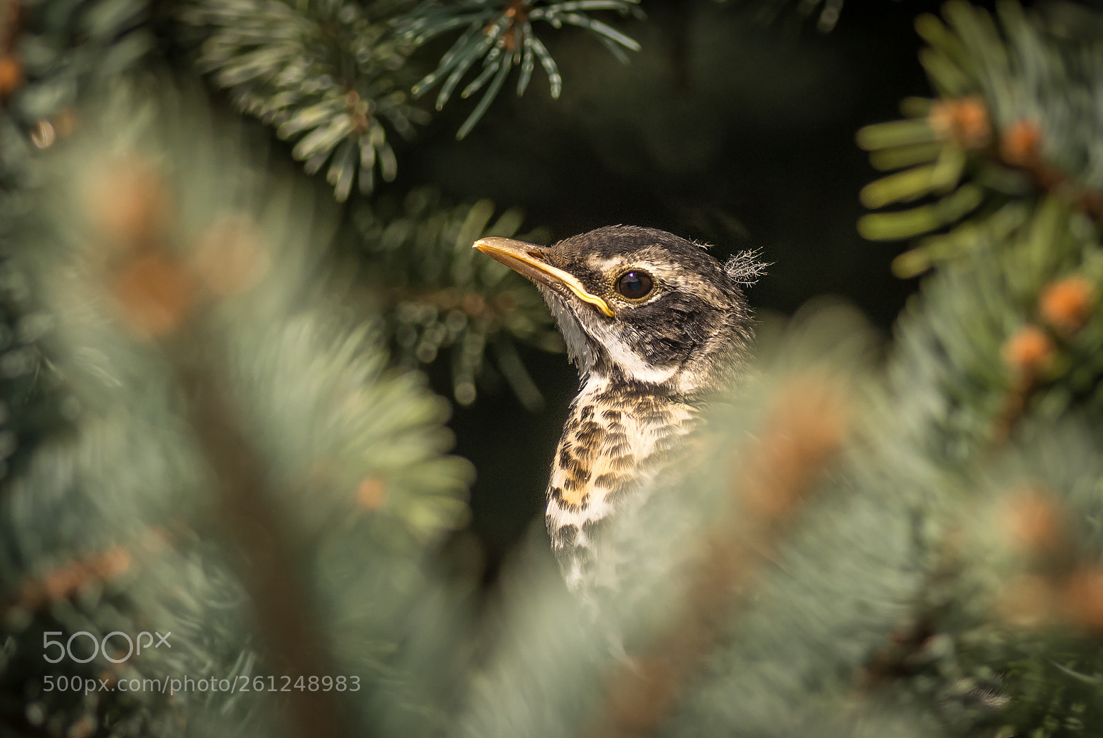 Nikon D500 sample photo. Baby robin photography