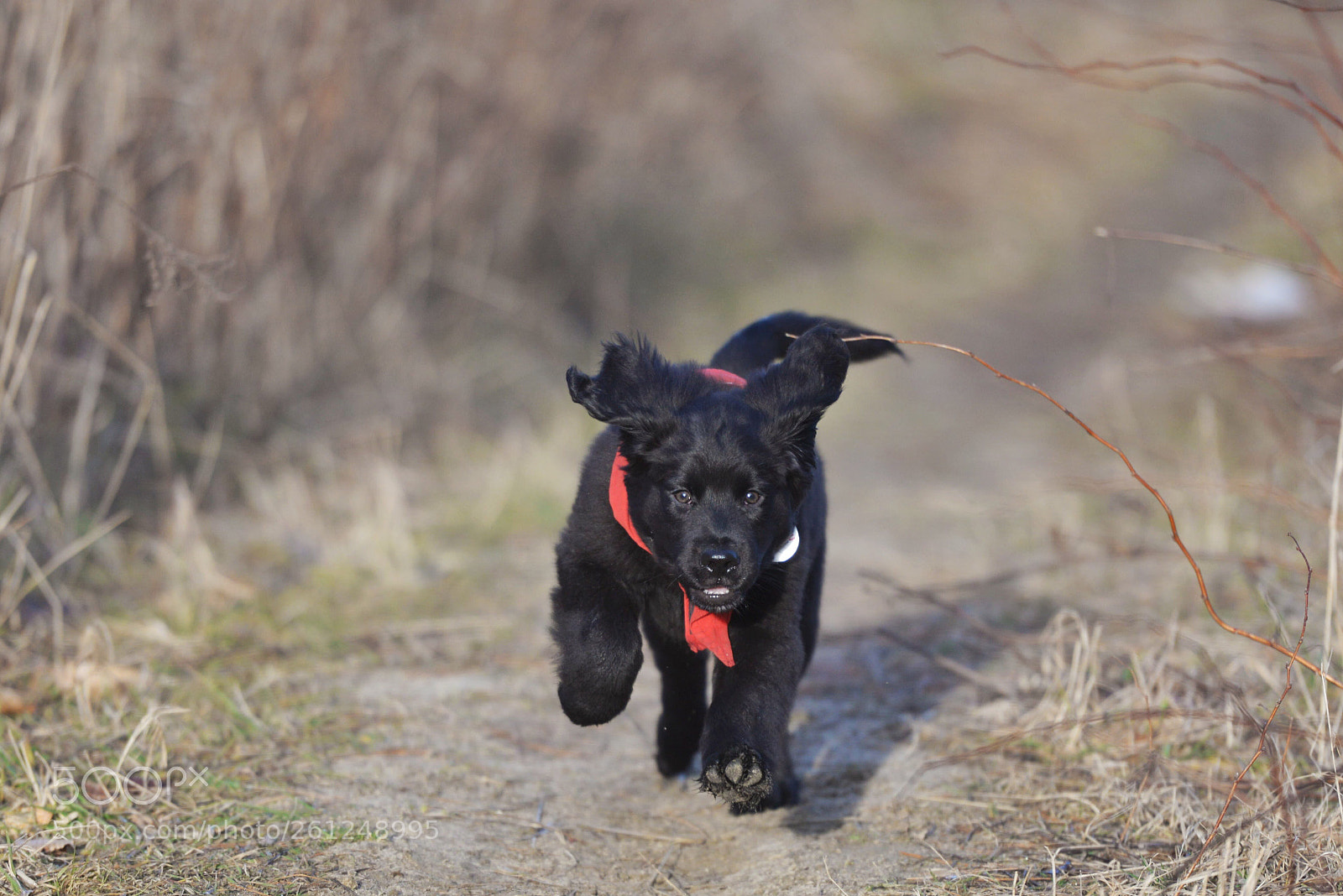 Nikon D610 sample photo. Clovis the service dog photography