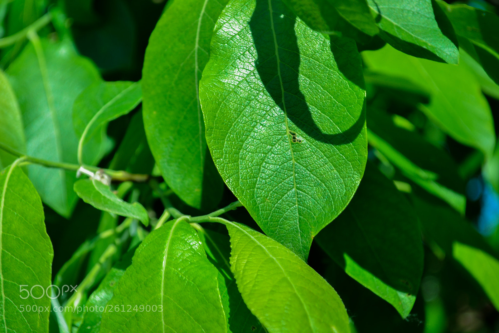 Nikon D3100 sample photo. Many leaves from a photography