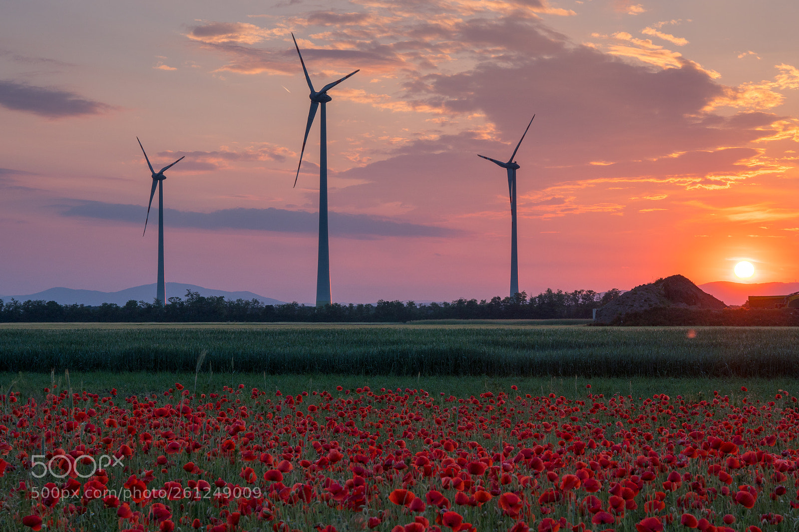 Sony a6500 sample photo. Redpoppy greenergy photography