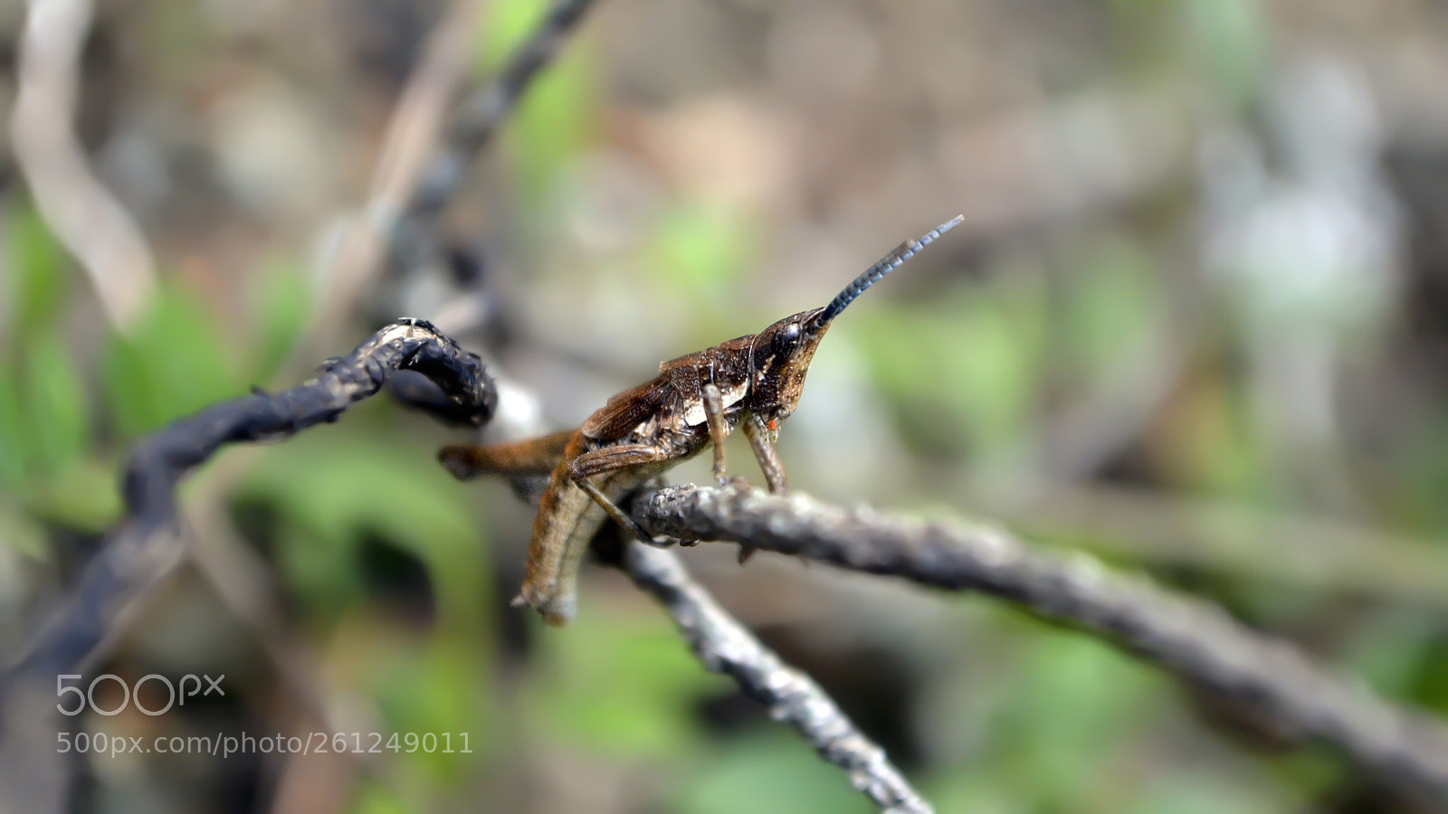 Nikon D3100 sample photo. Pygromorphella serbica pancic photography