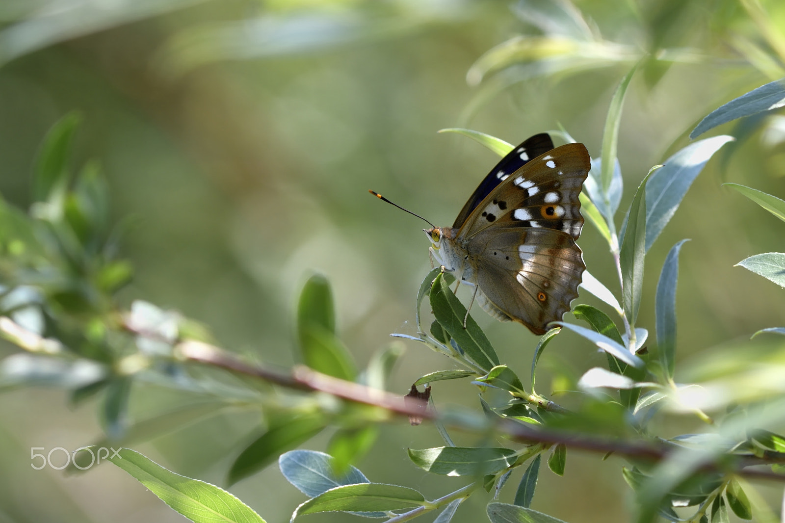 Nikon D500 sample photo. Sunny day photography