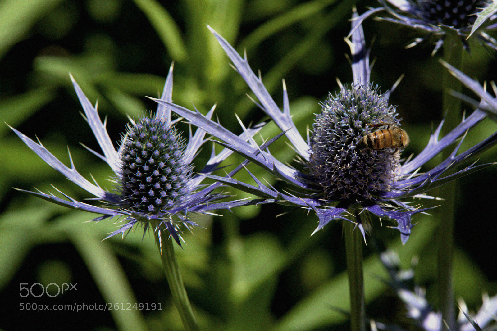 Nikon D610 sample photo. Bee on a sea photography
