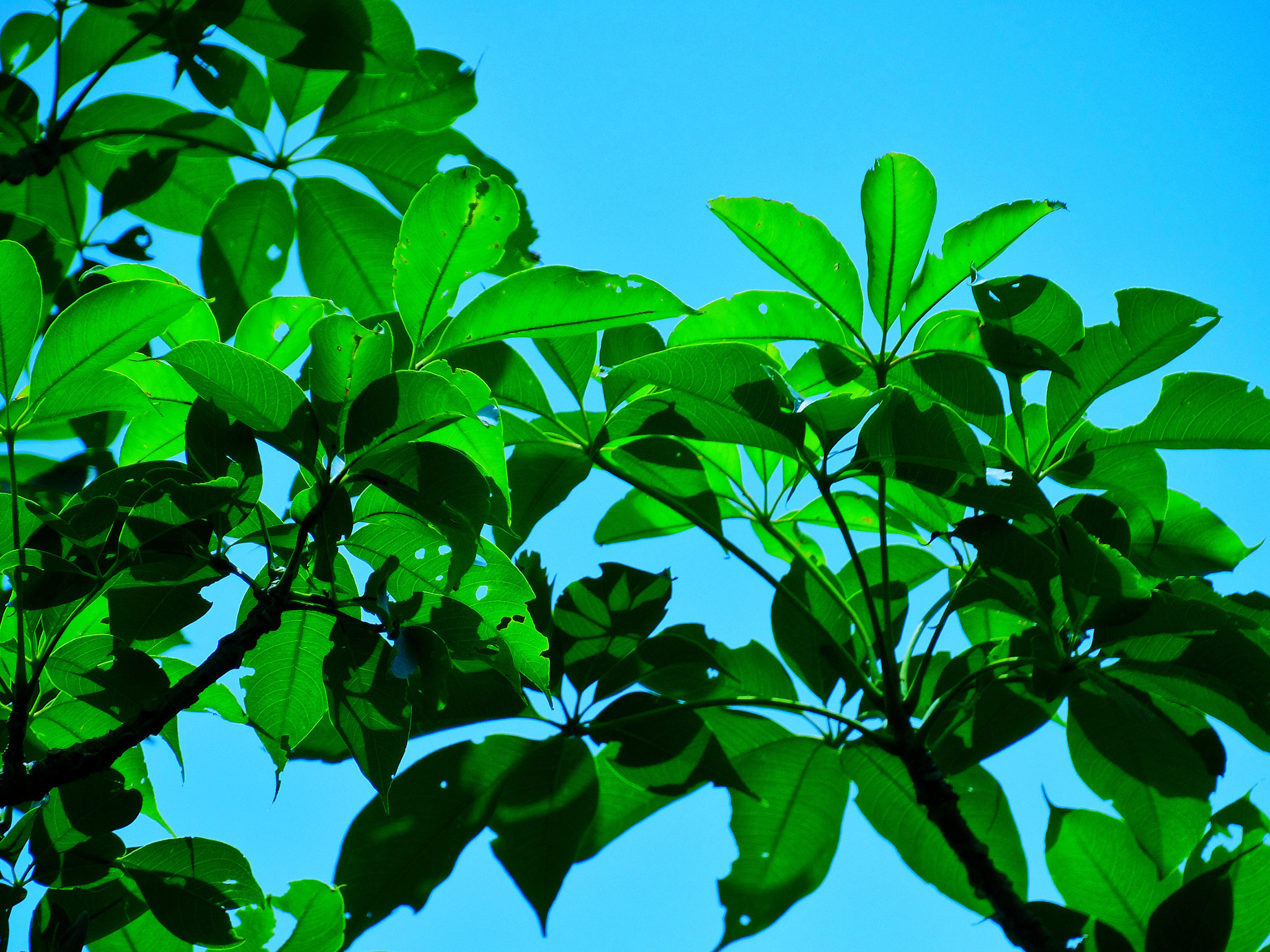 Samsung WB2200F sample photo