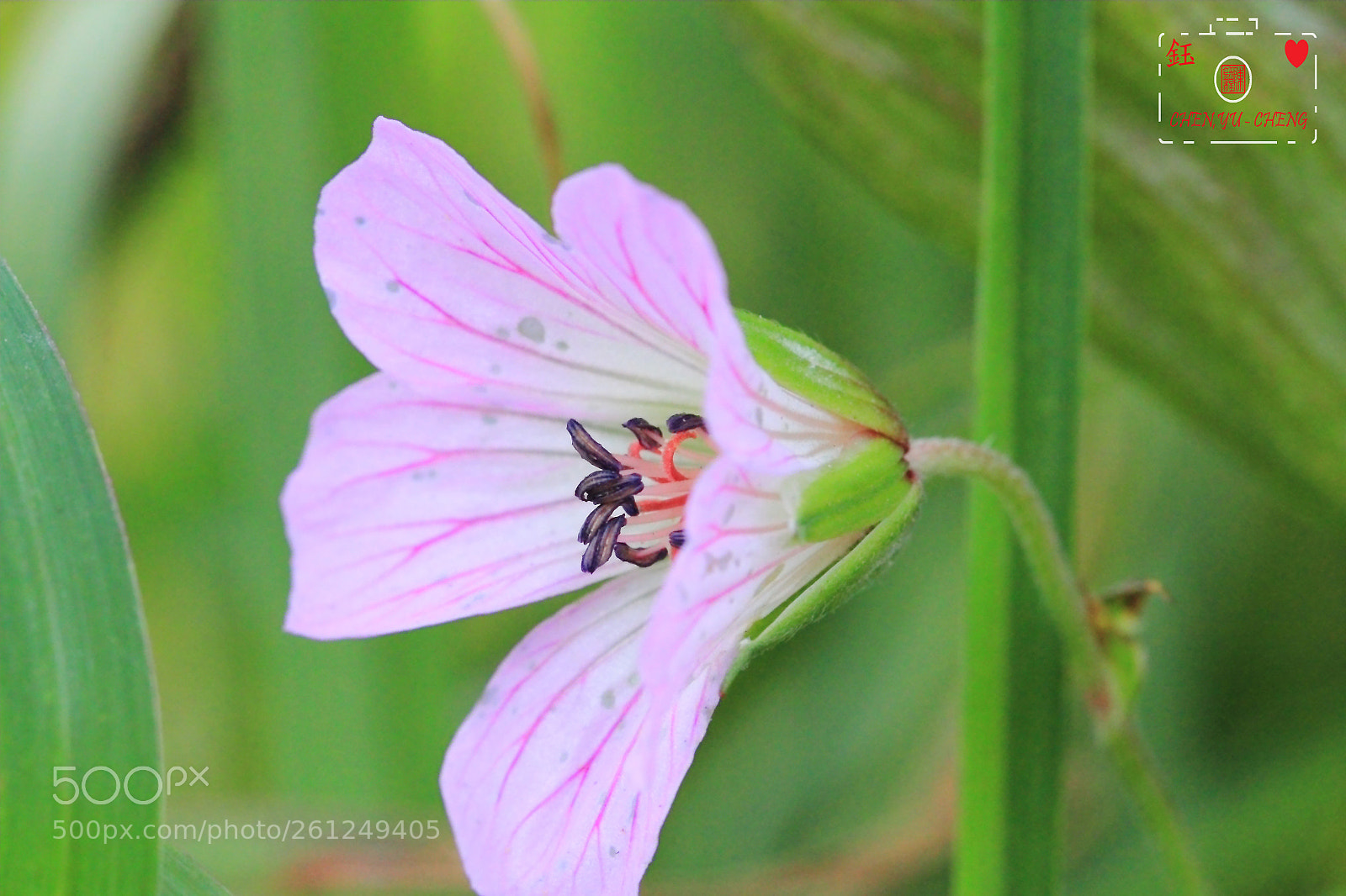 Canon EOS 7D sample photo. 甲田氏香葉草 photography