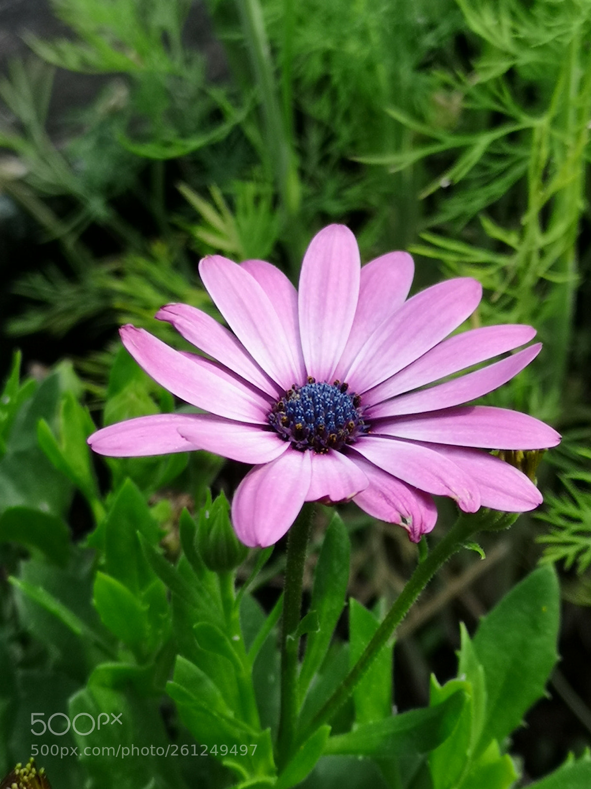 HUAWEI CLT-L09 sample photo. Flowers v photography