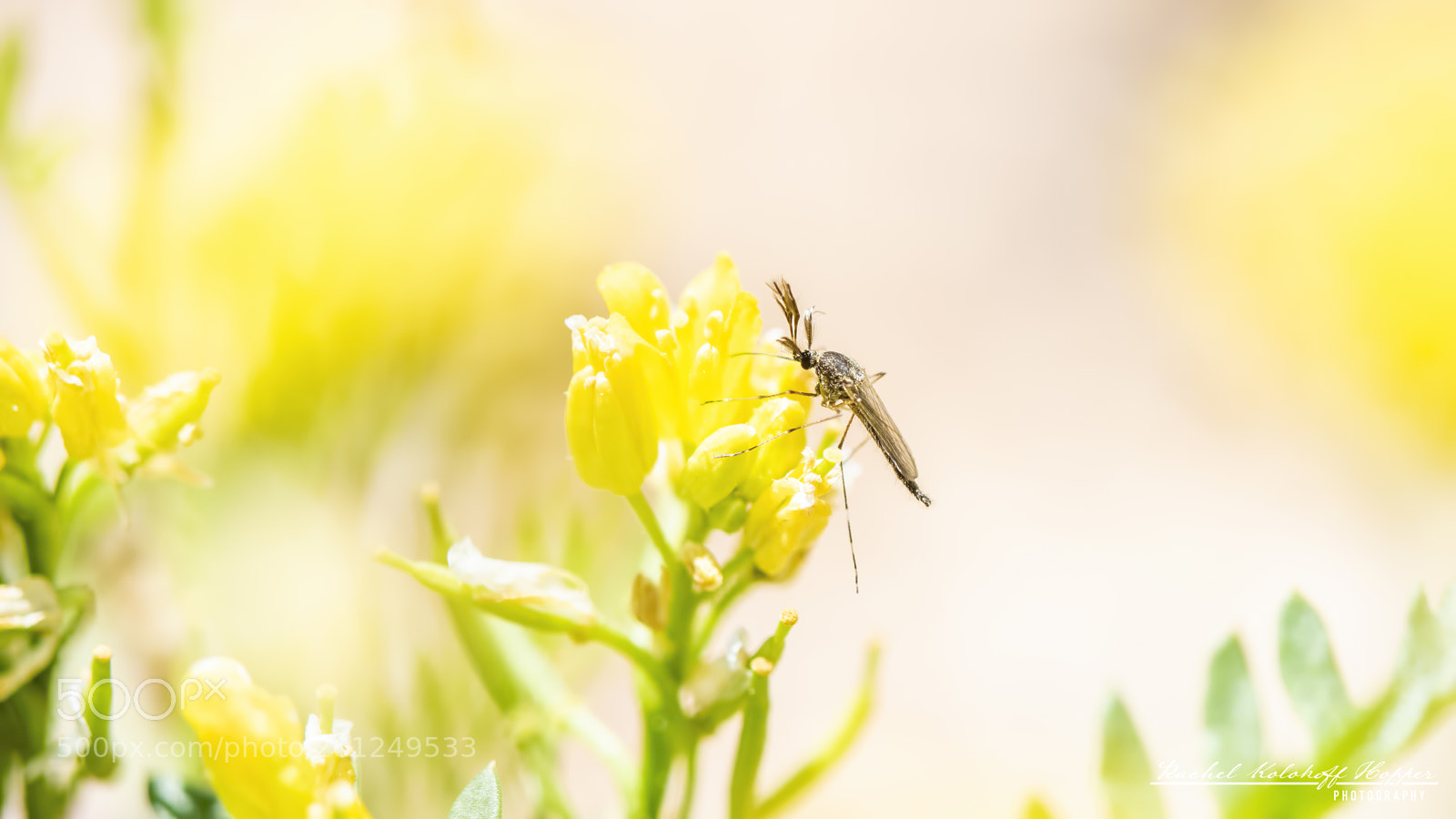 Nikon D810 sample photo. Pollination photography