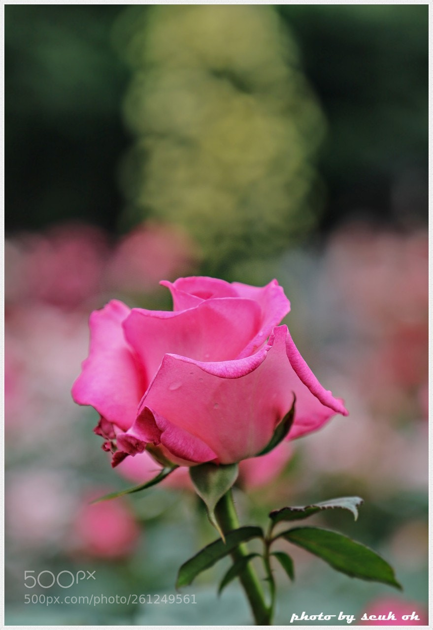 Canon EOS 6D Mark II sample photo. Rose photography
