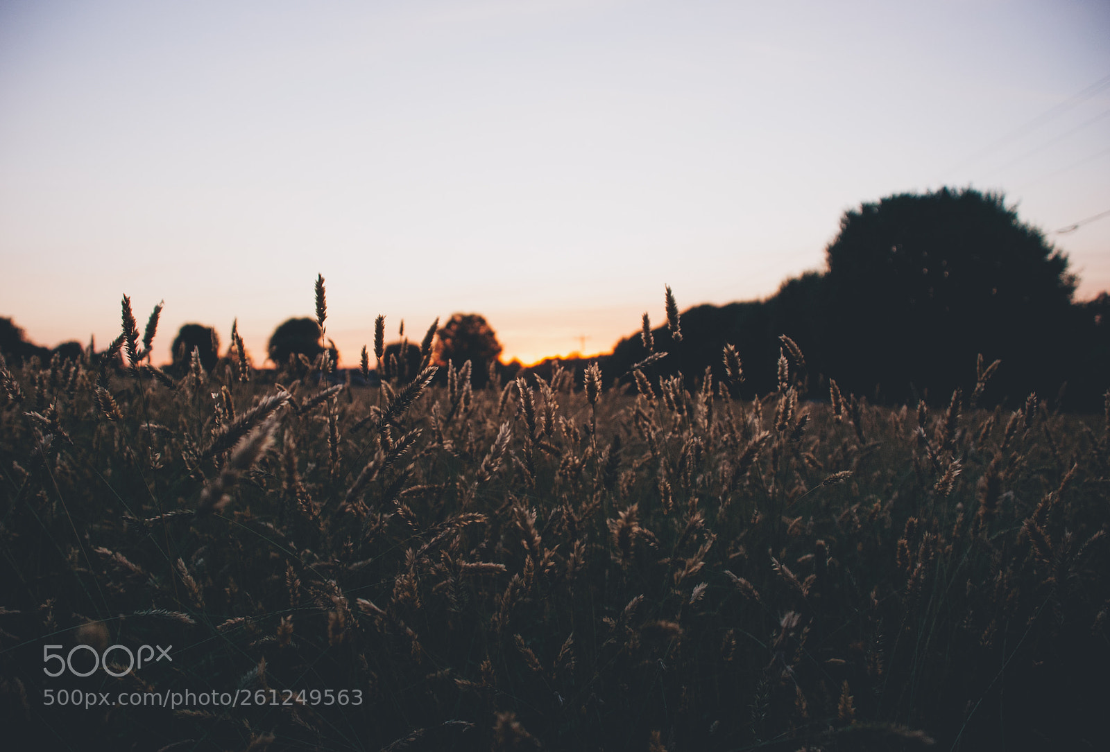 Nikon D80 sample photo. Sunset field photography