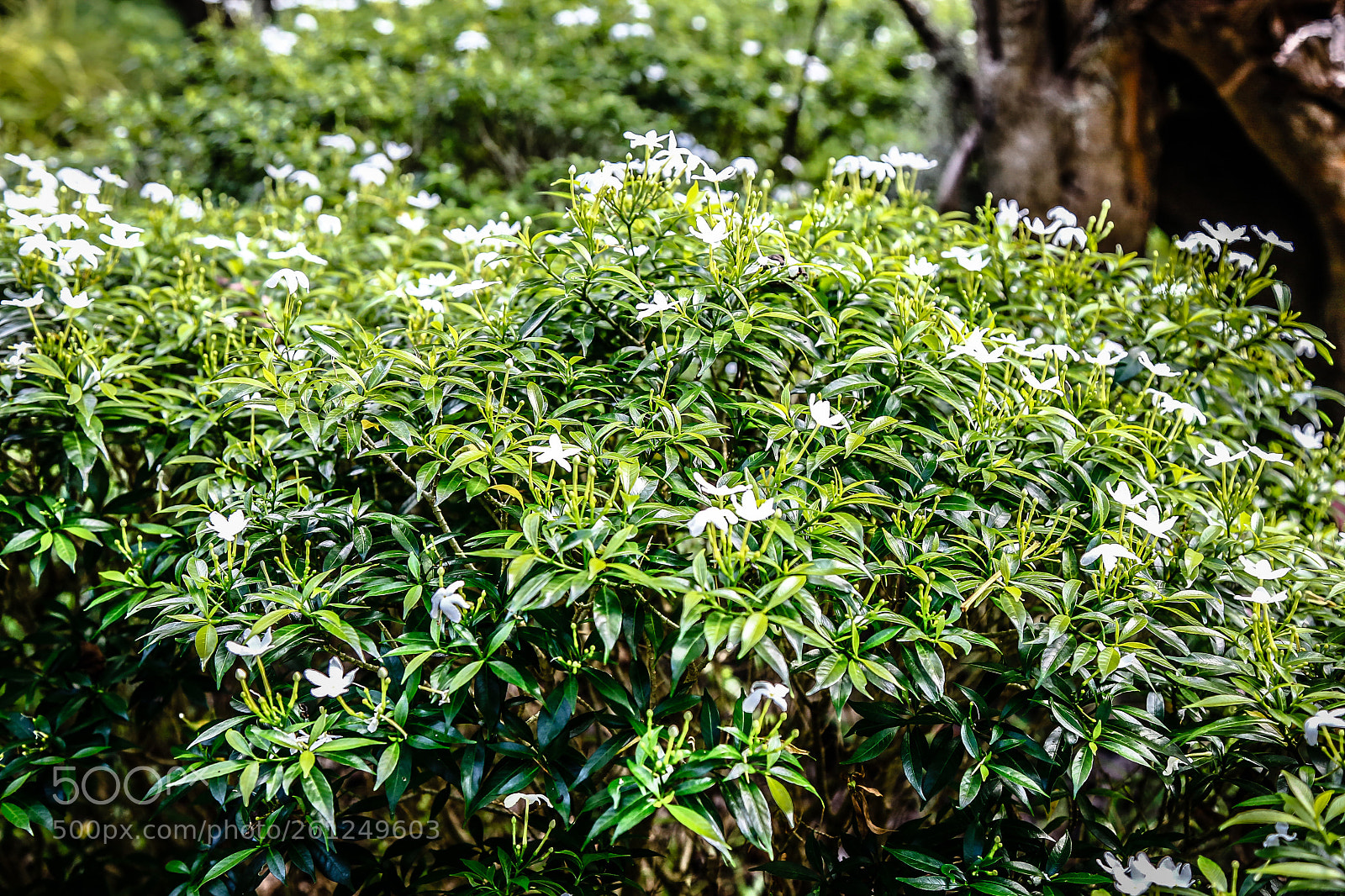 Canon EOS 6D sample photo. Beautiful flower photography