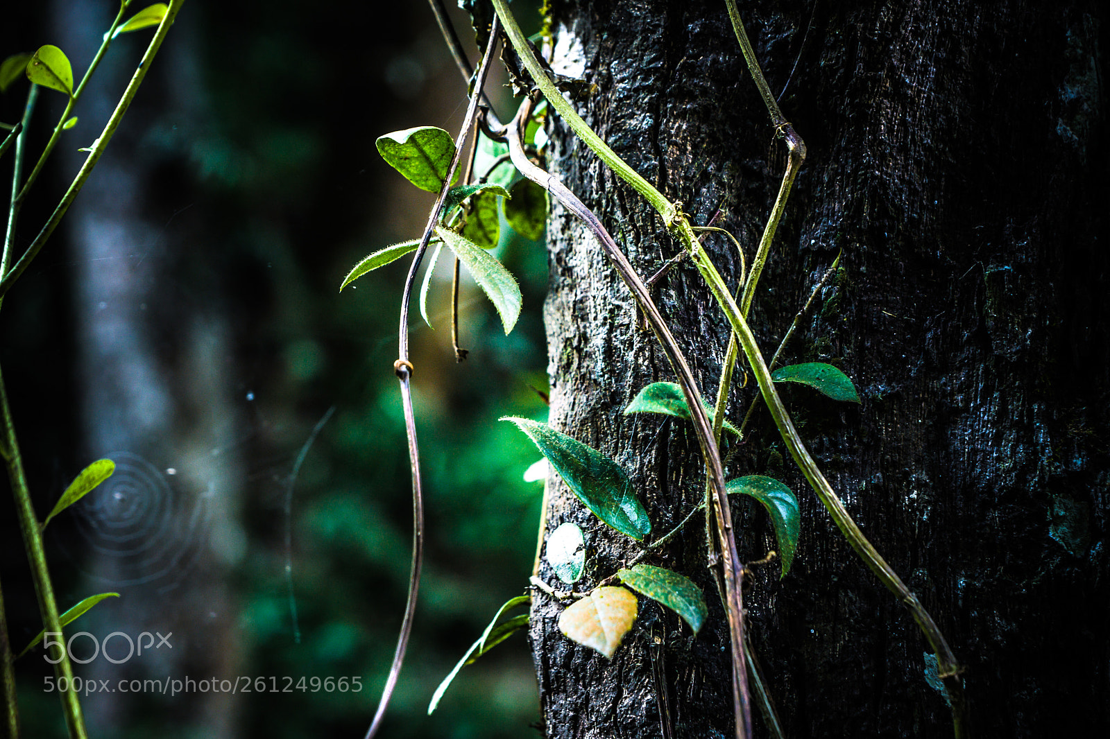 Sony SLT-A77 sample photo. Nature creation photography