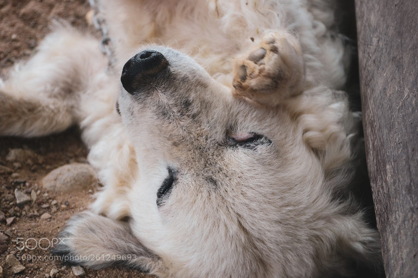 Nikon D3100 sample photo. Cute white dog lying photography