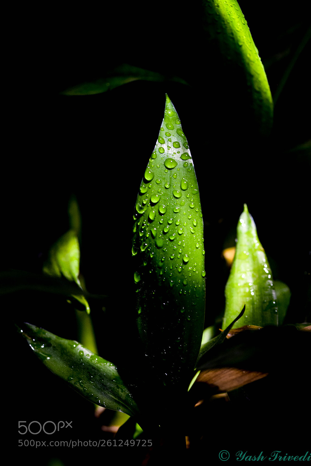 Nikon D5300 sample photo. Droplets photography