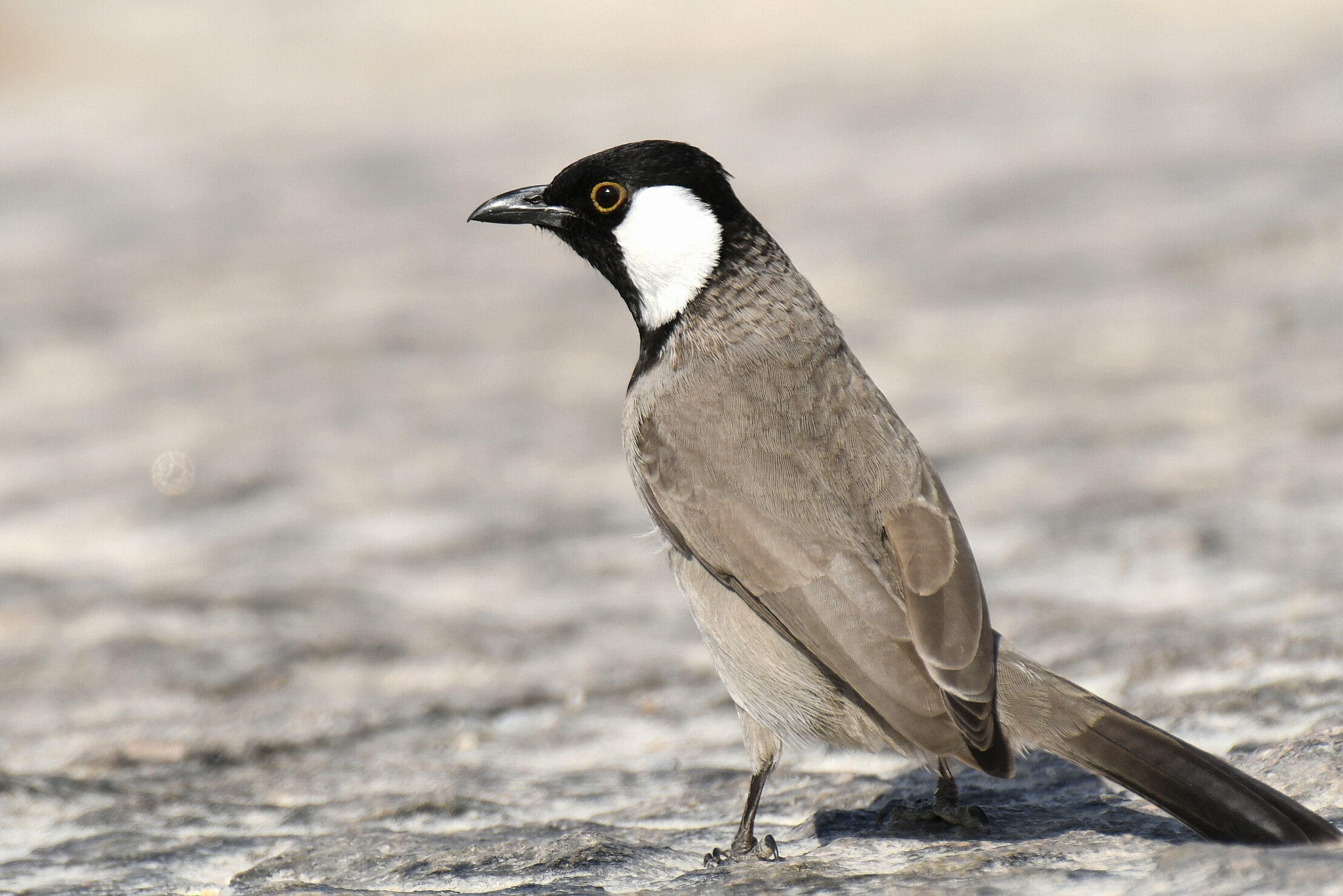 Nikon AF-S Nikkor 200-500mm F5.6E ED VR sample photo. White-eared bulbul photography