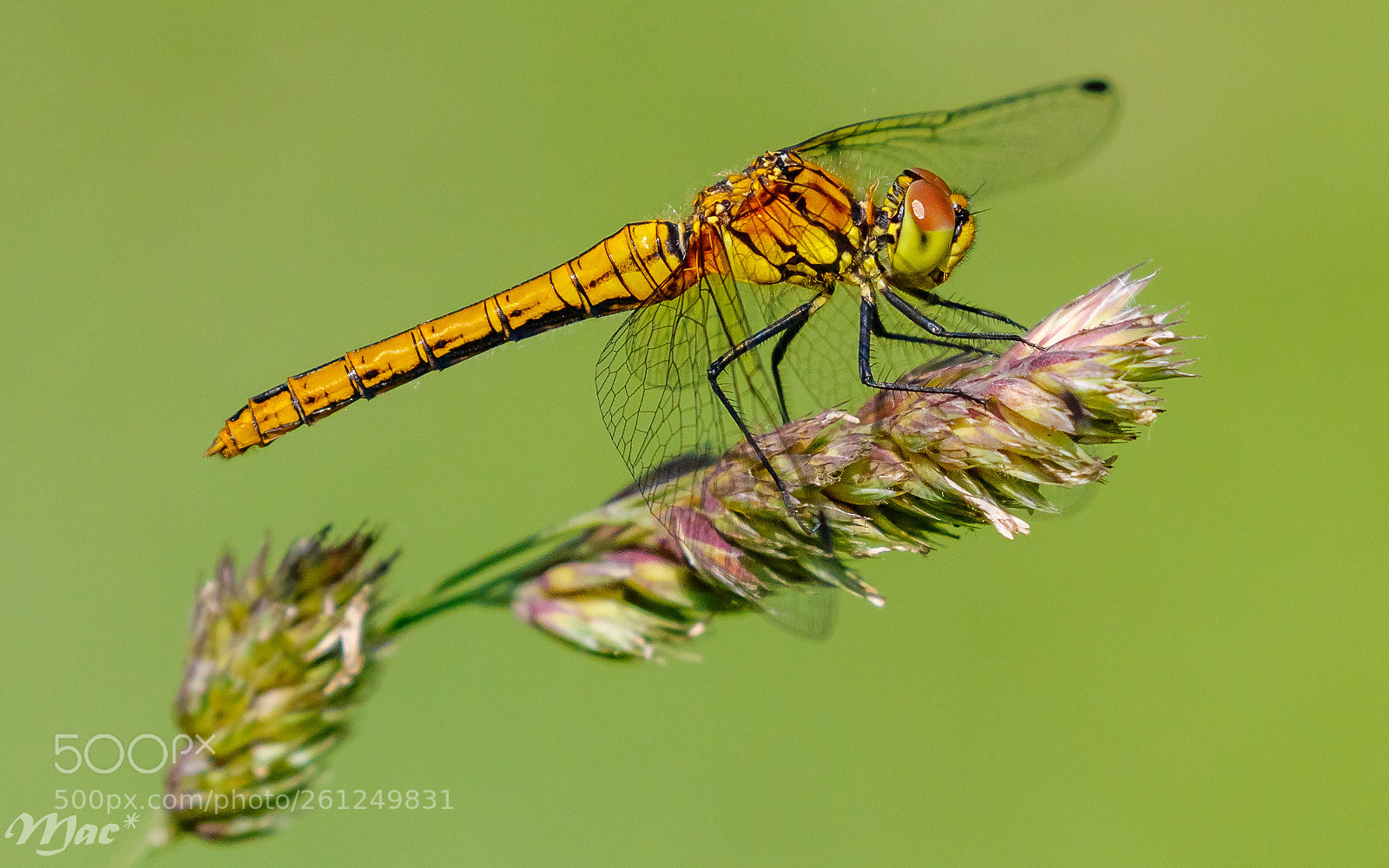 Canon EOS 7D Mark II sample photo. Ruddy darter photography