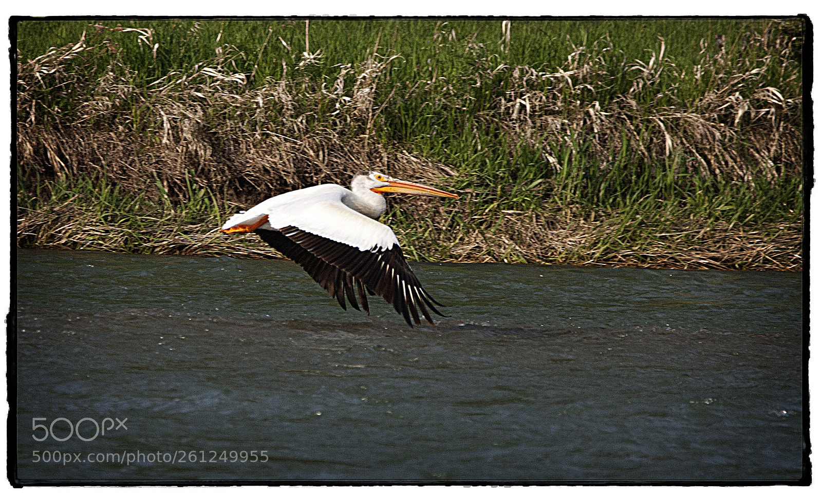 Canon EOS 40D sample photo. Pelican in flight  photography