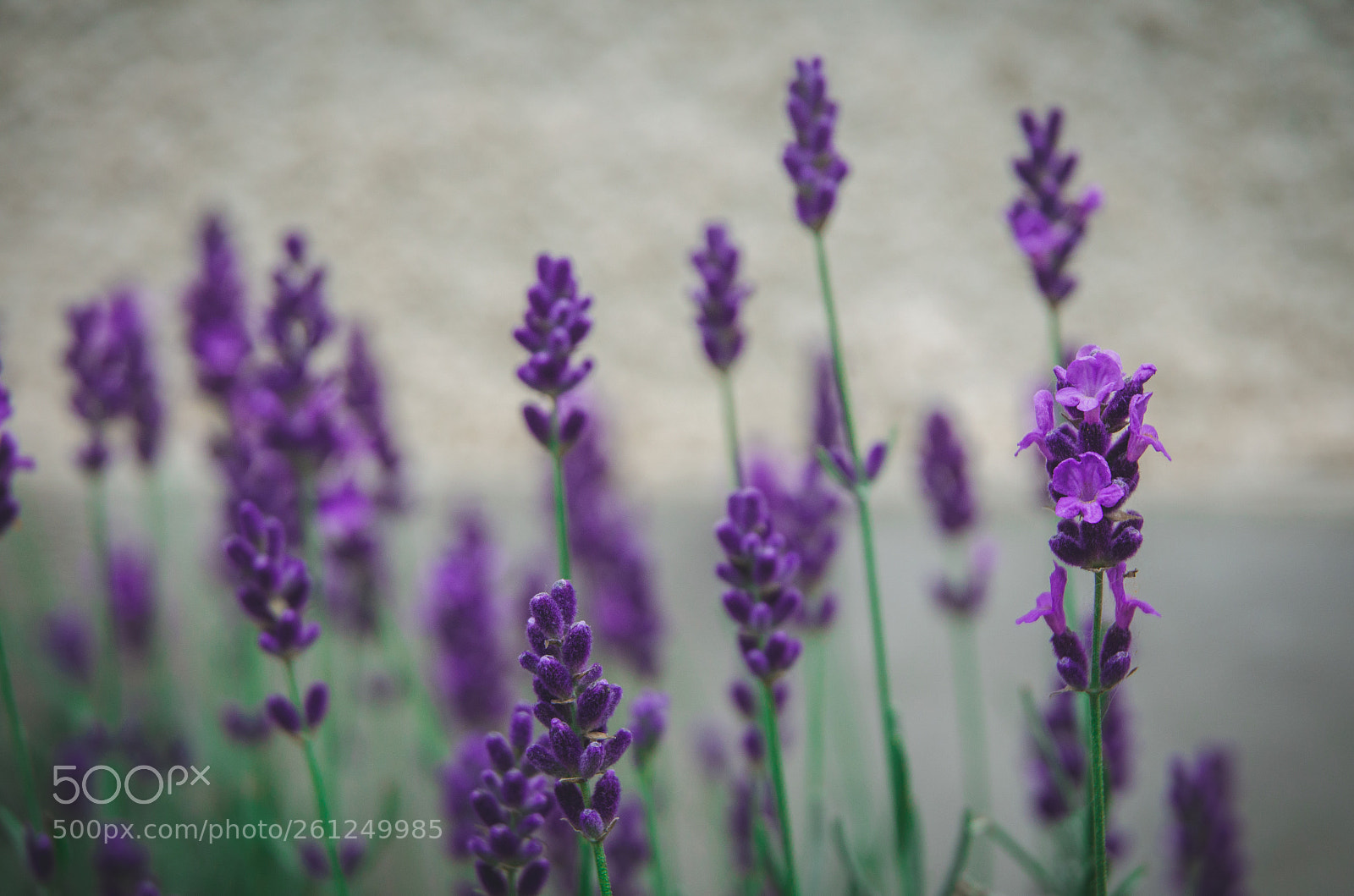 Nikon D5100 sample photo. Lavender photography
