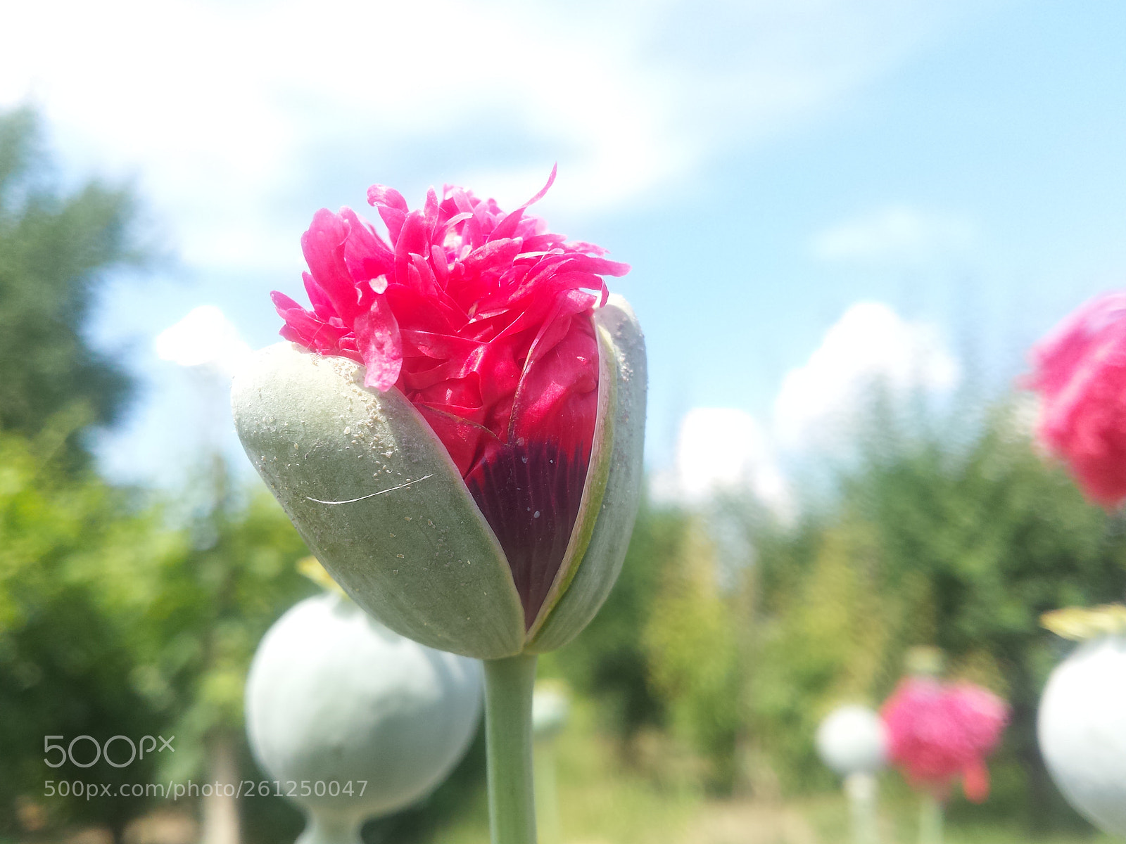 Samsung Galaxy S4 sample photo. Untitled photography