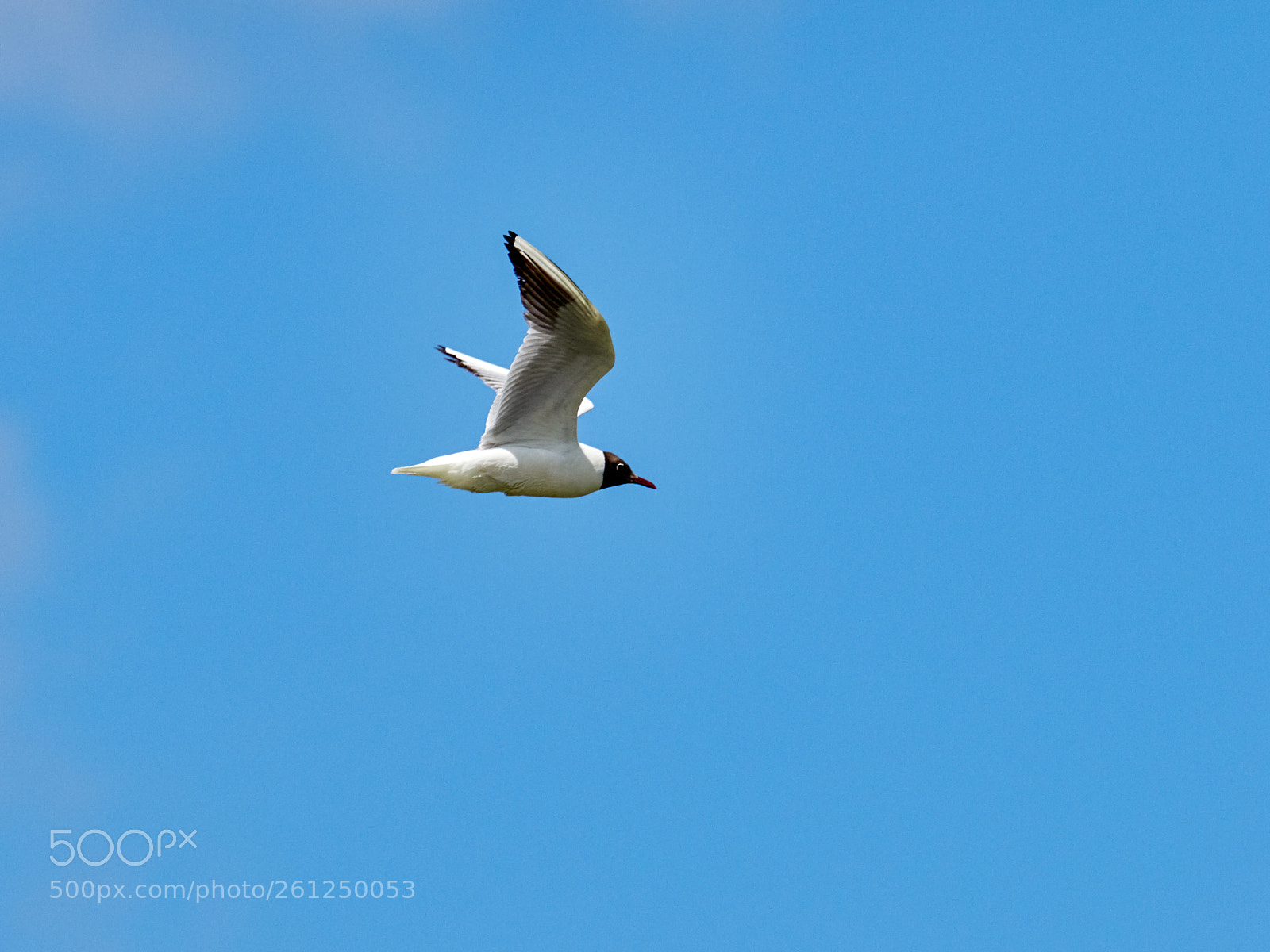 Olympus OM-D E-M1 Mark II sample photo. Seagull photography