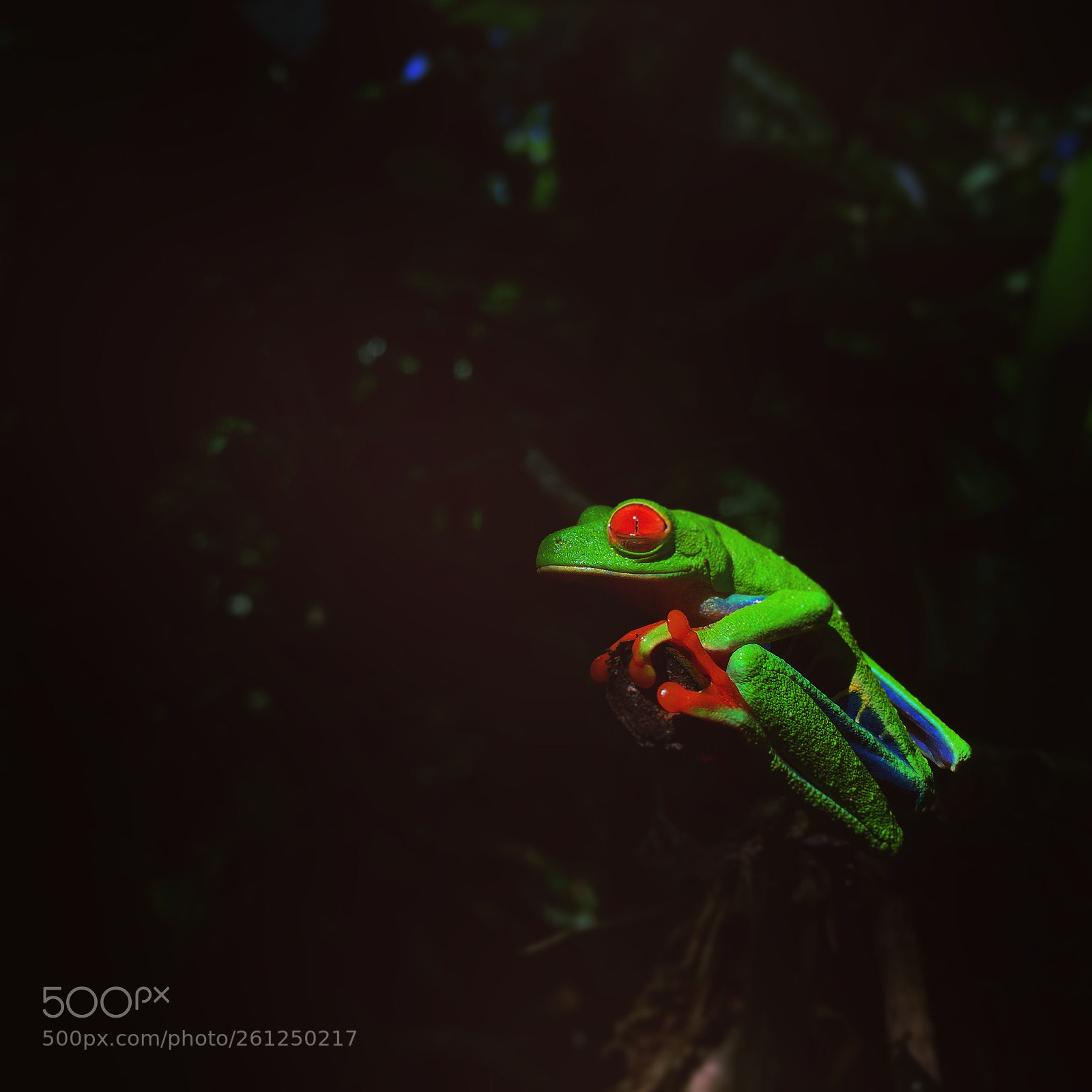 Apple iPhone 6 Plus sample photo. Red eyed tree frog photography