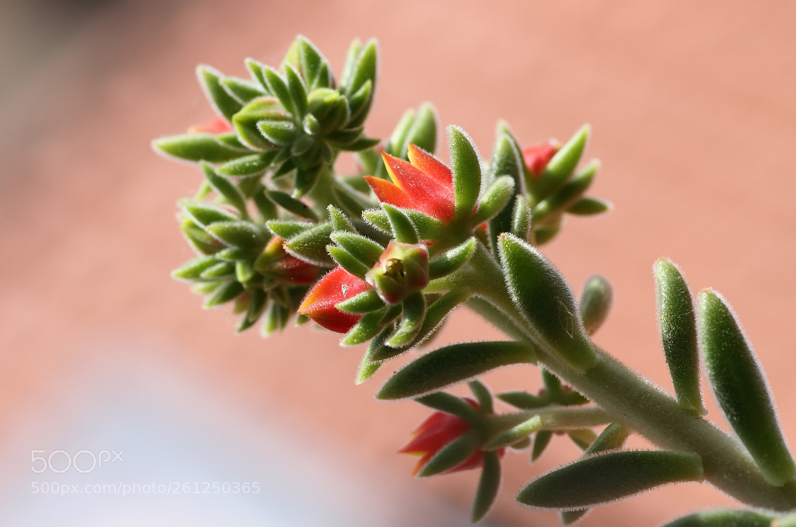 Canon EOS 7D sample photo. Echeveria photography