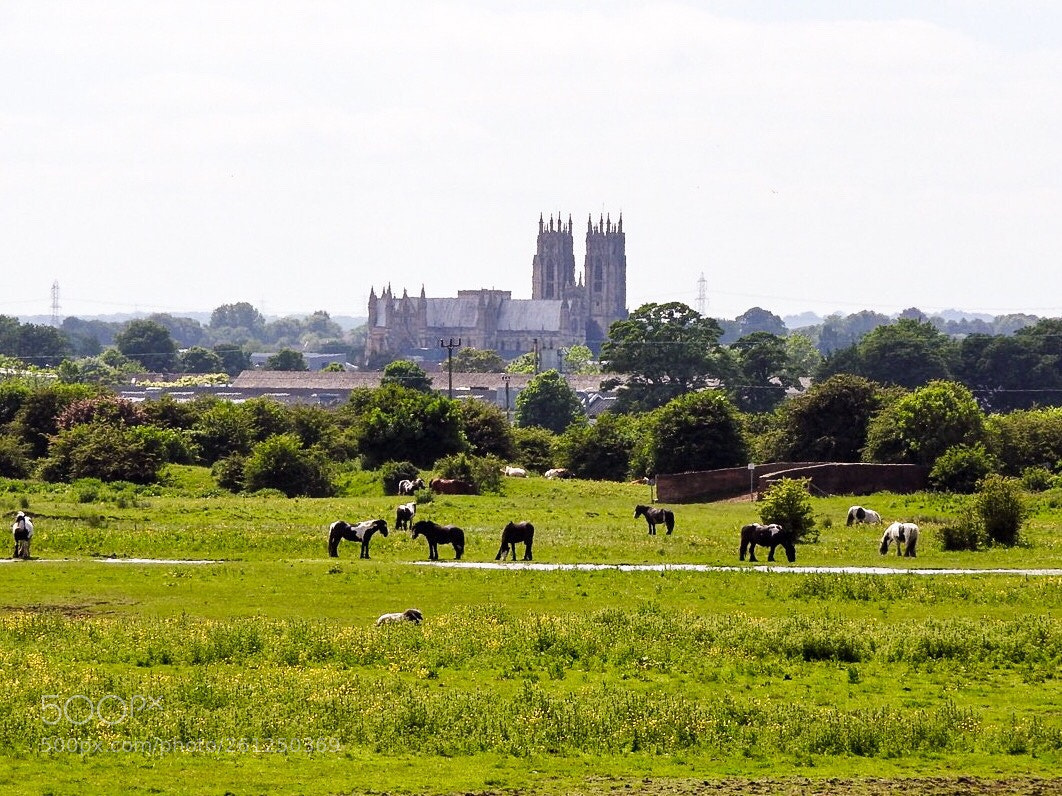 Nikon Coolpix P610 sample photo. Hazy beverley day photography