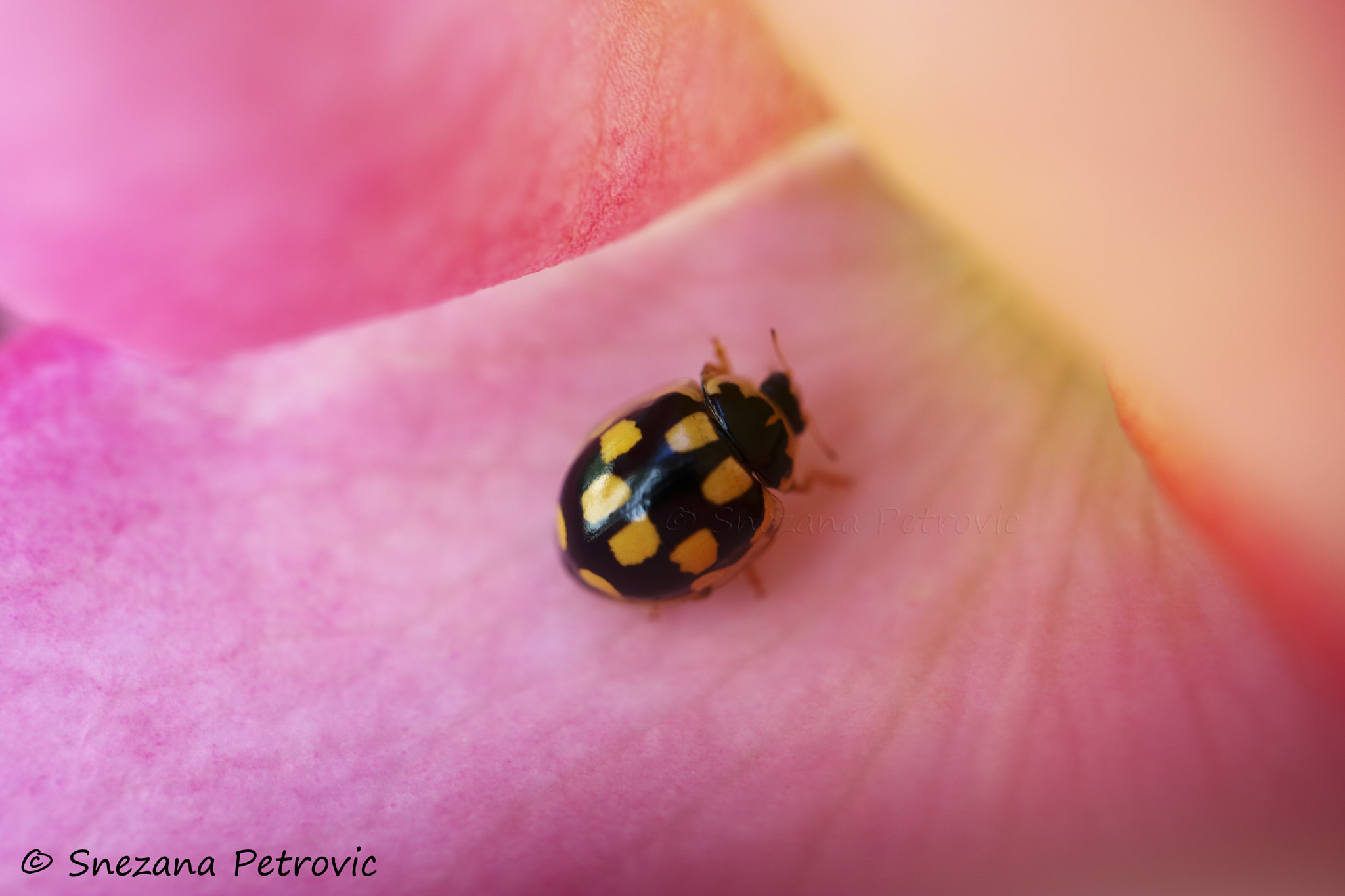 Canon EOS M3 sample photo. Black ladybug photography