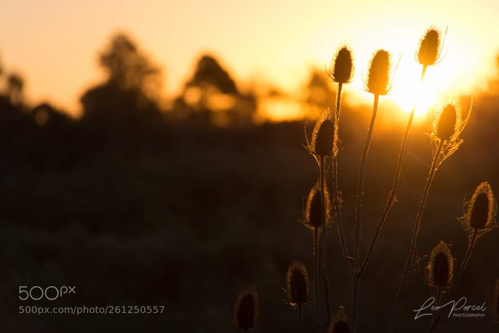 Nikon D7200 sample photo. Untitled photography