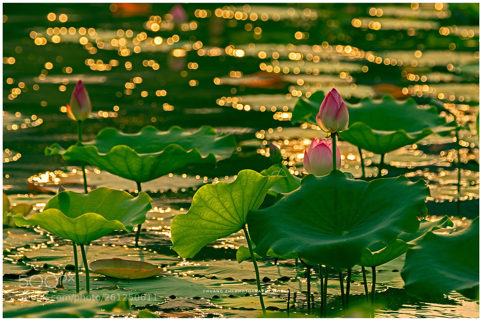 Canon EOS-1D X Mark II sample photo. Dream fairy·梦境仙子 photography