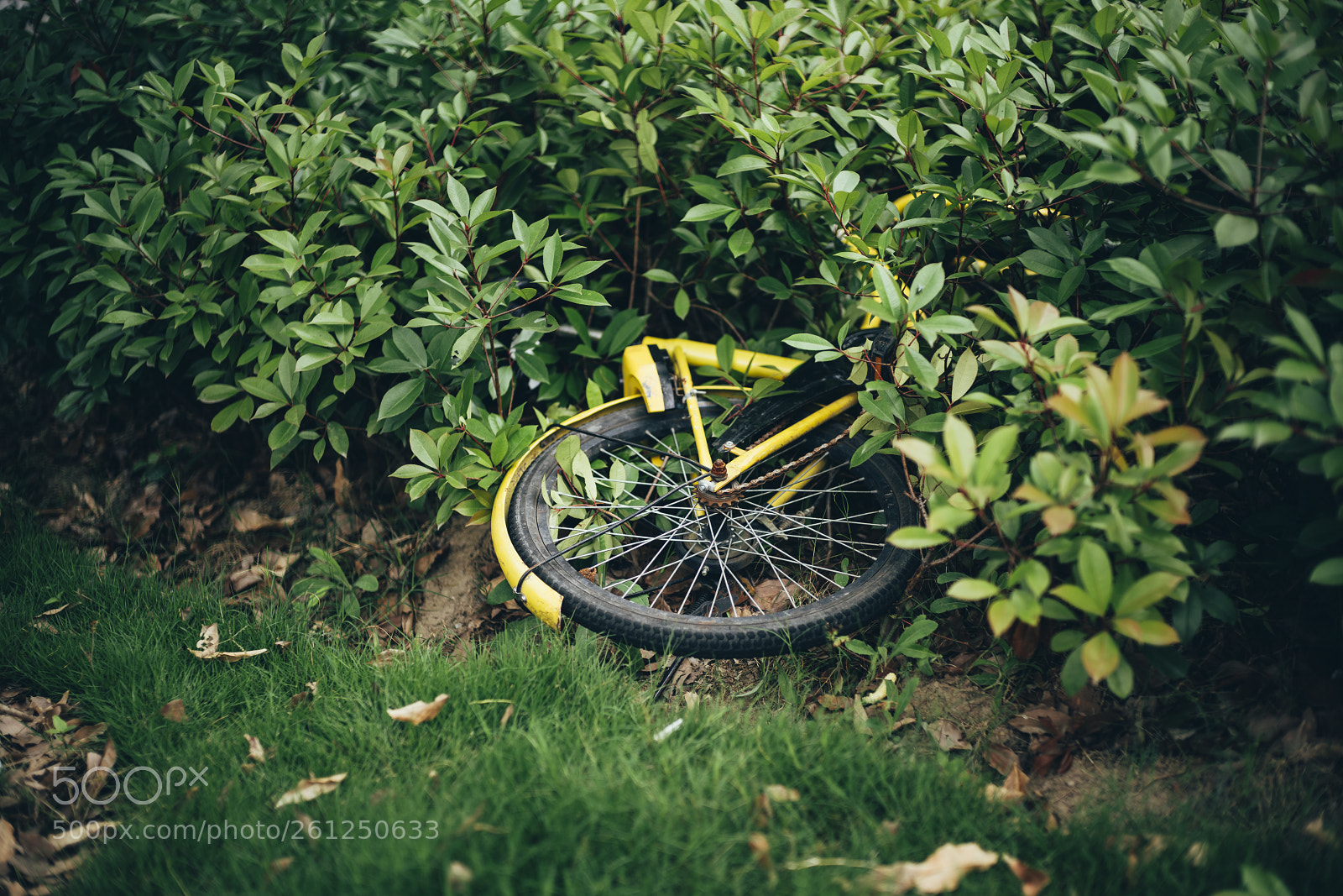 Sony a7R III sample photo. 20180607-073330_02785.jpg photography