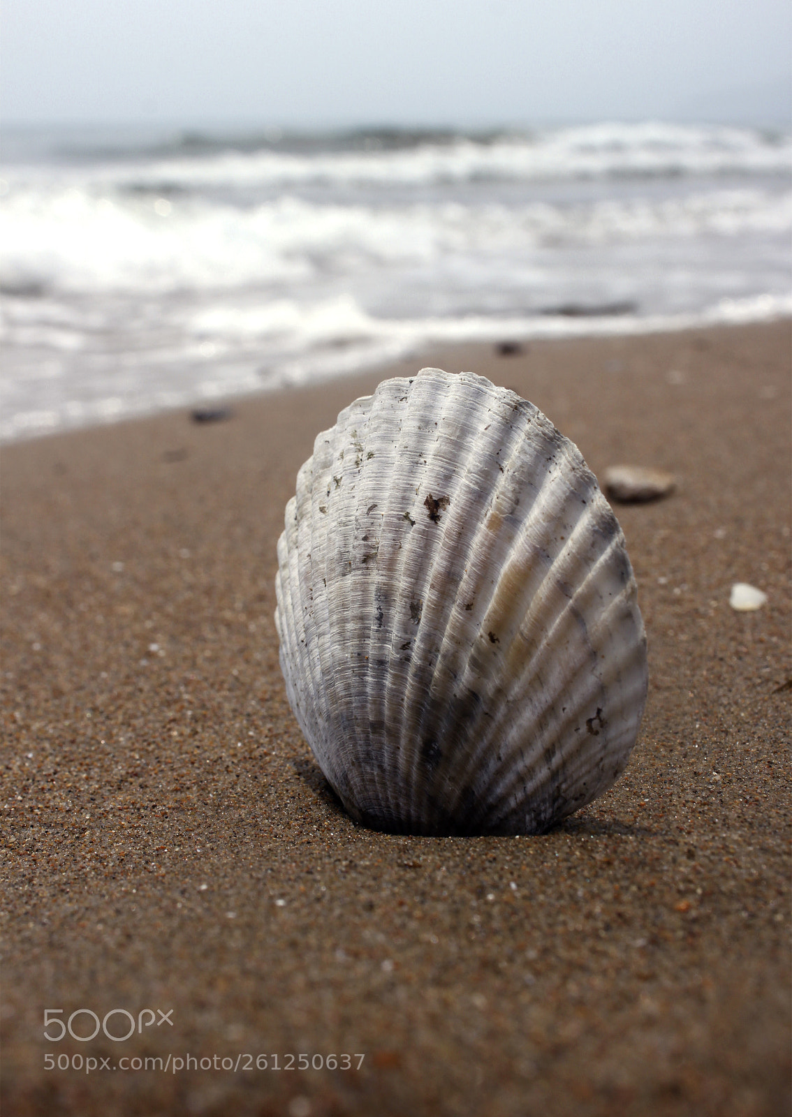 Canon EOS 500D (EOS Rebel T1i / EOS Kiss X3) sample photo. The scallop shell photography
