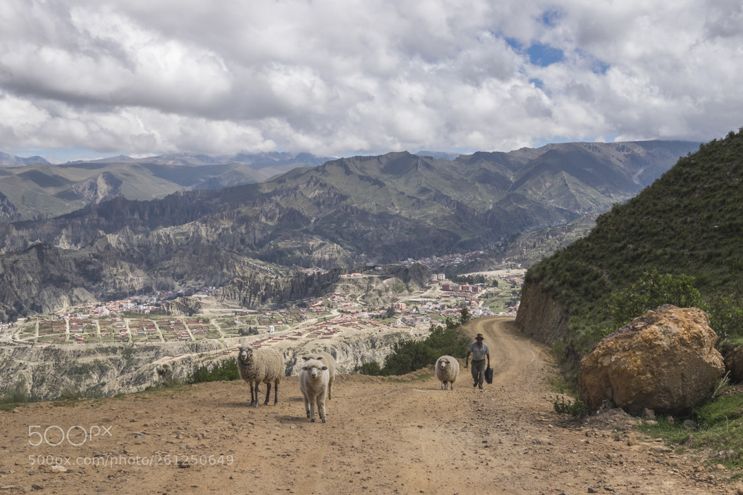 Nikon D5300 sample photo. La paz bolivia ovejas photography
