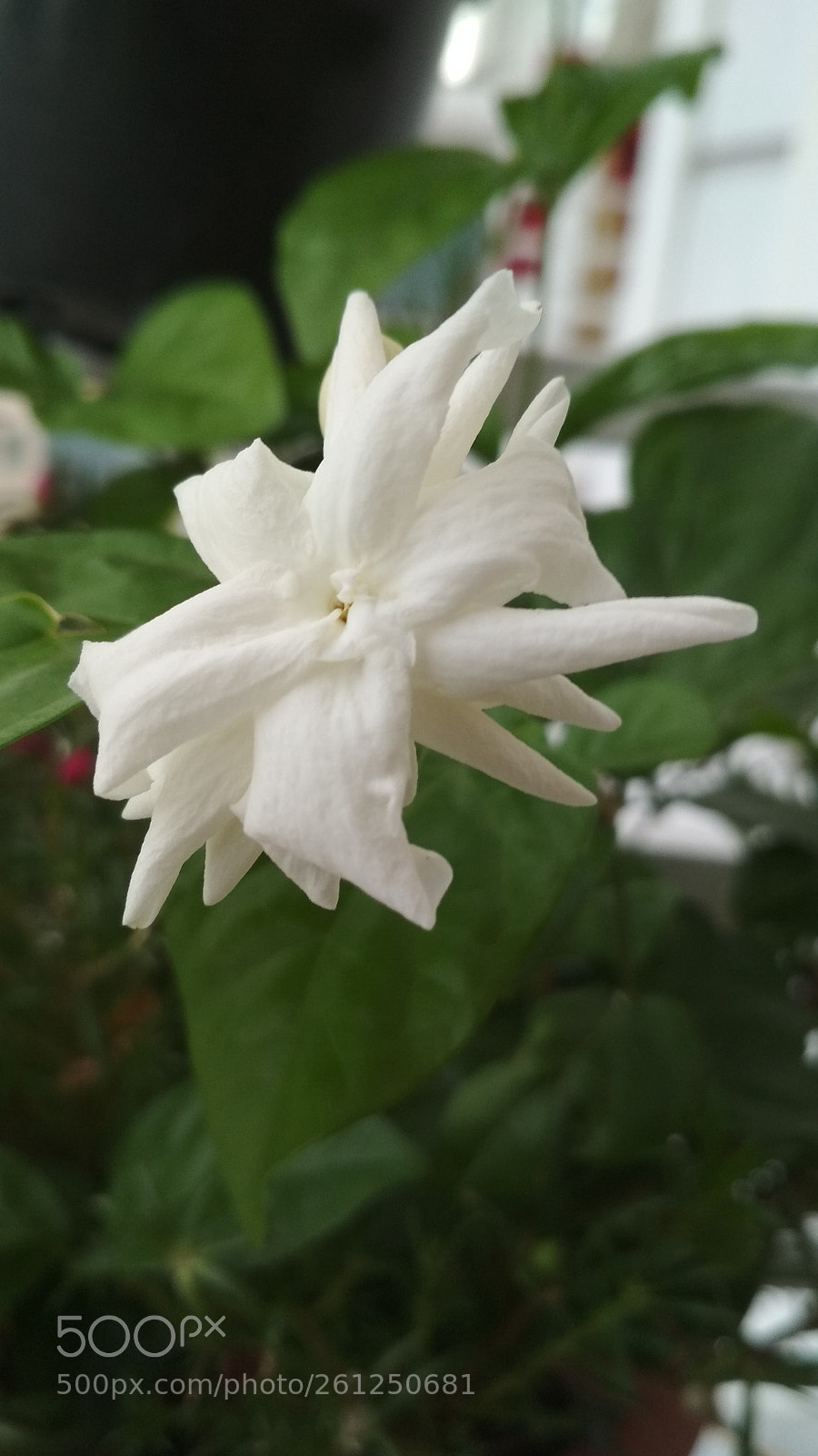 Xiaomi Redmi 4X sample photo. The fragrance photography