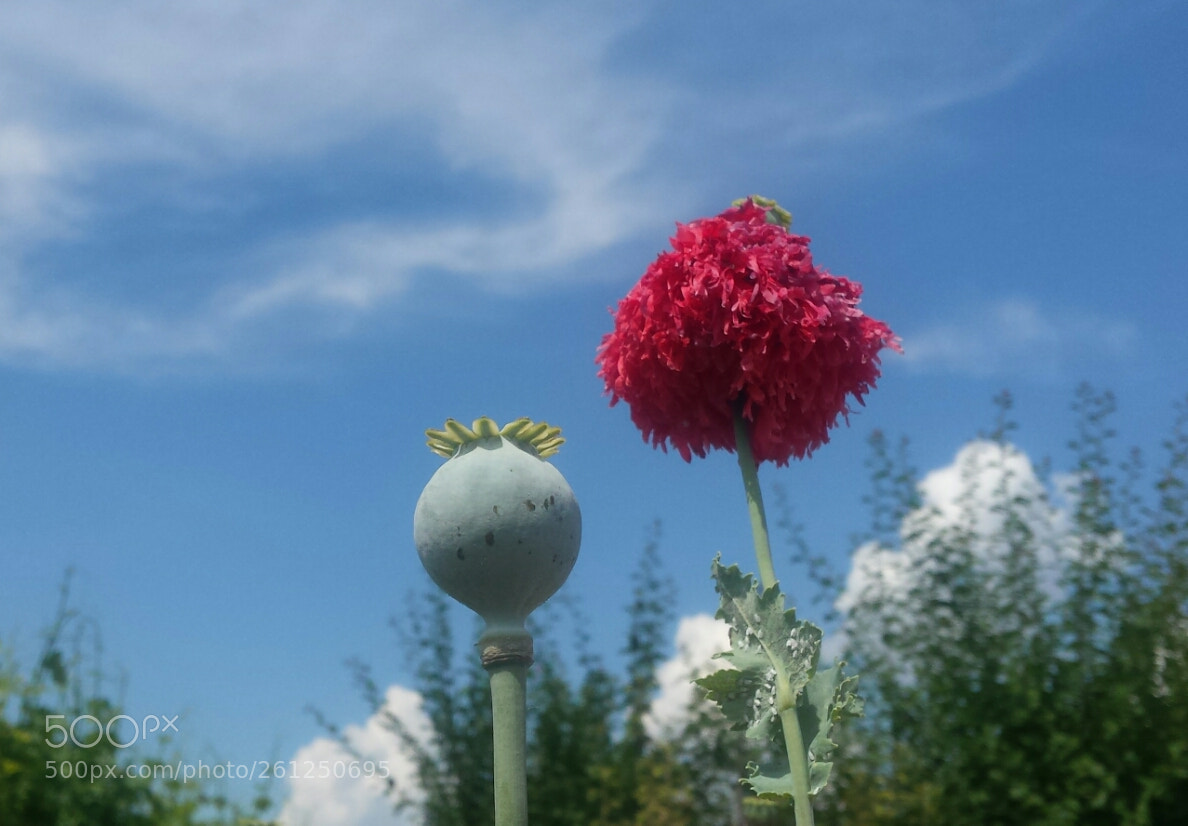 Samsung Galaxy S4 sample photo. Untitled photography