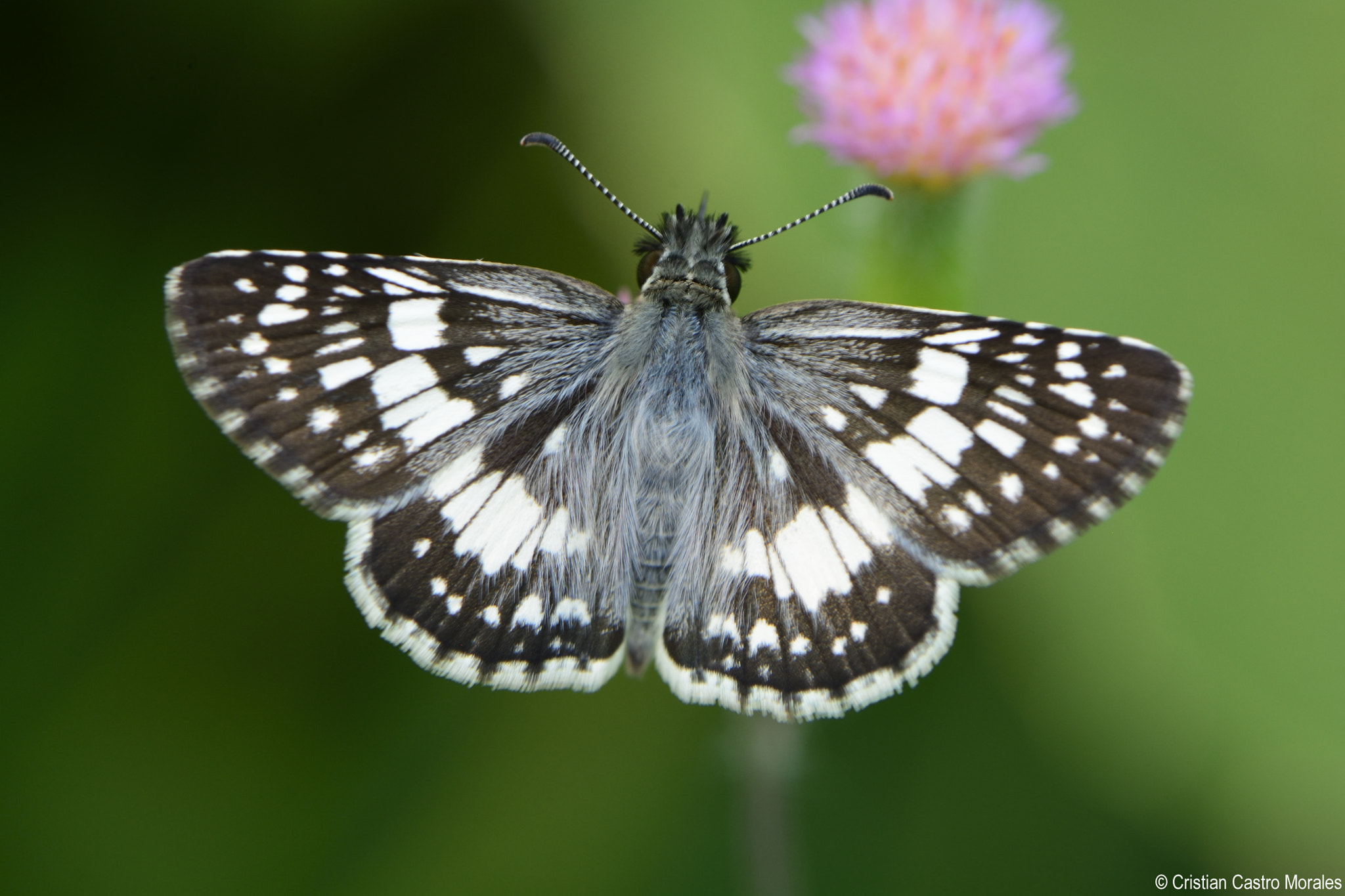 Nikon D7100 sample photo. Pyrgus orcus (mariposa ajedrezada común) photography