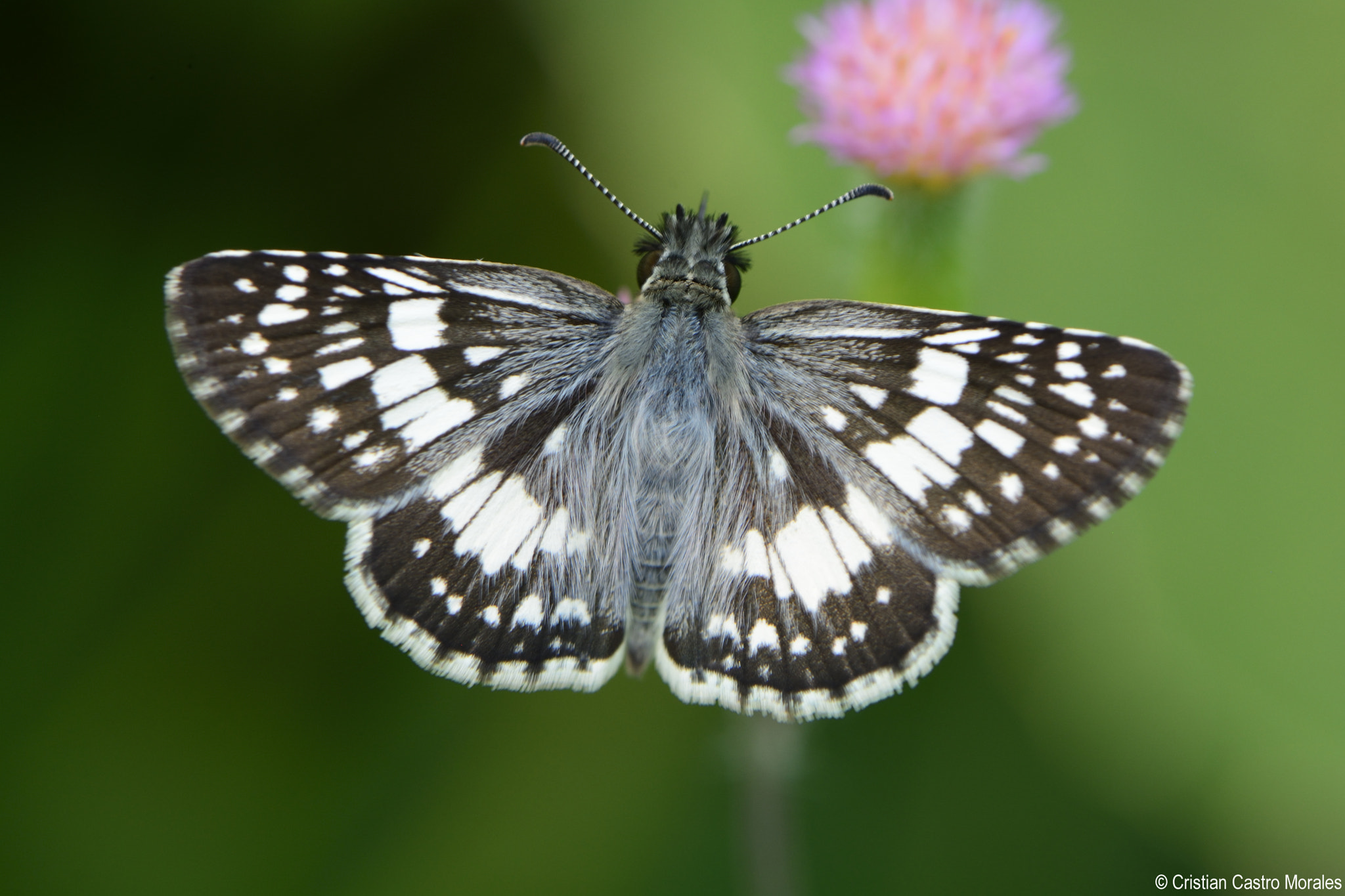 Nikon AF-S DX Micro-Nikkor 85mm F3.5G ED VR sample photo. Pyrgus orcus (mariposa ajedrezada común) photography