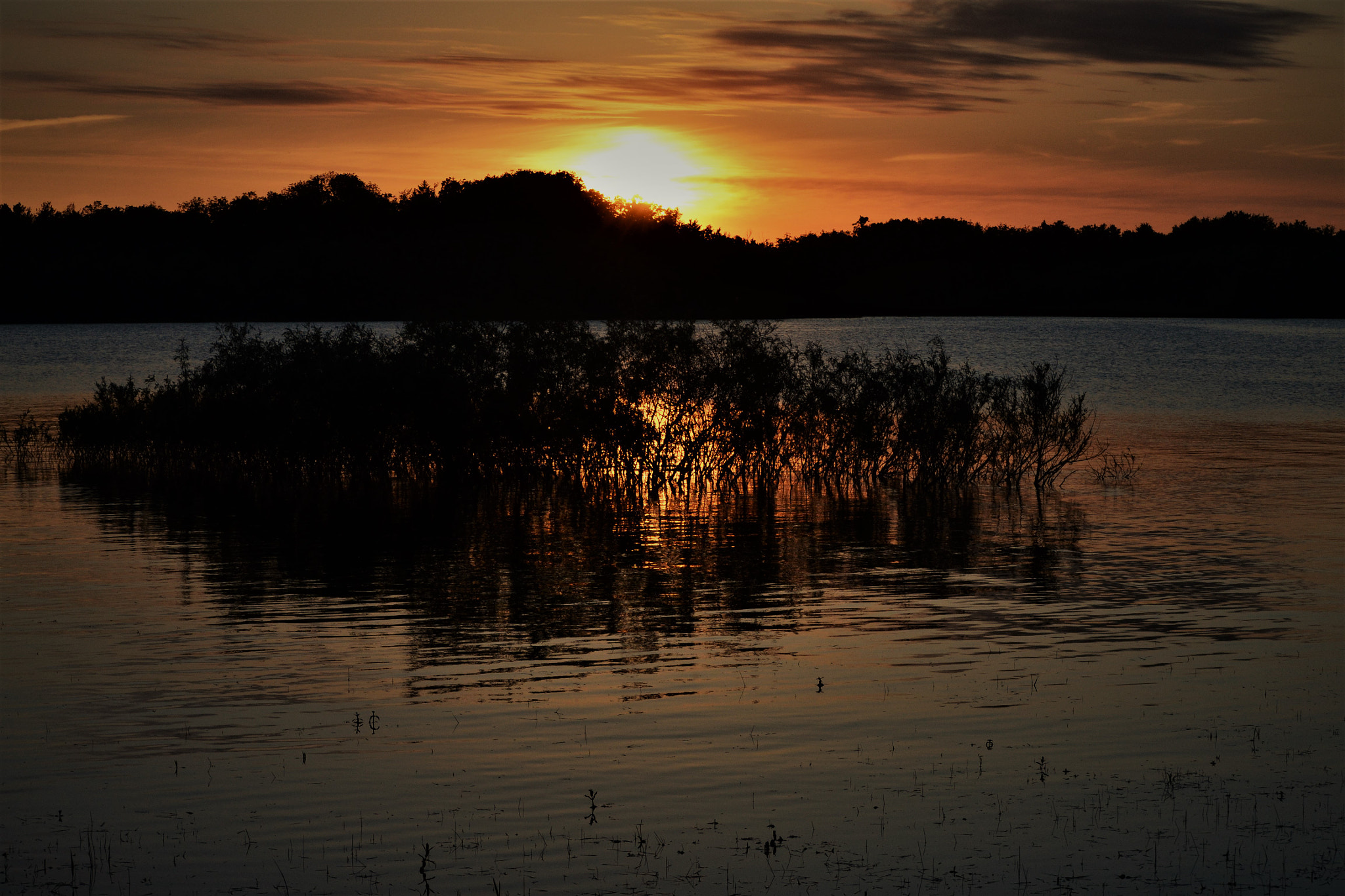 Nikon D3100 sample photo. Water grass photography