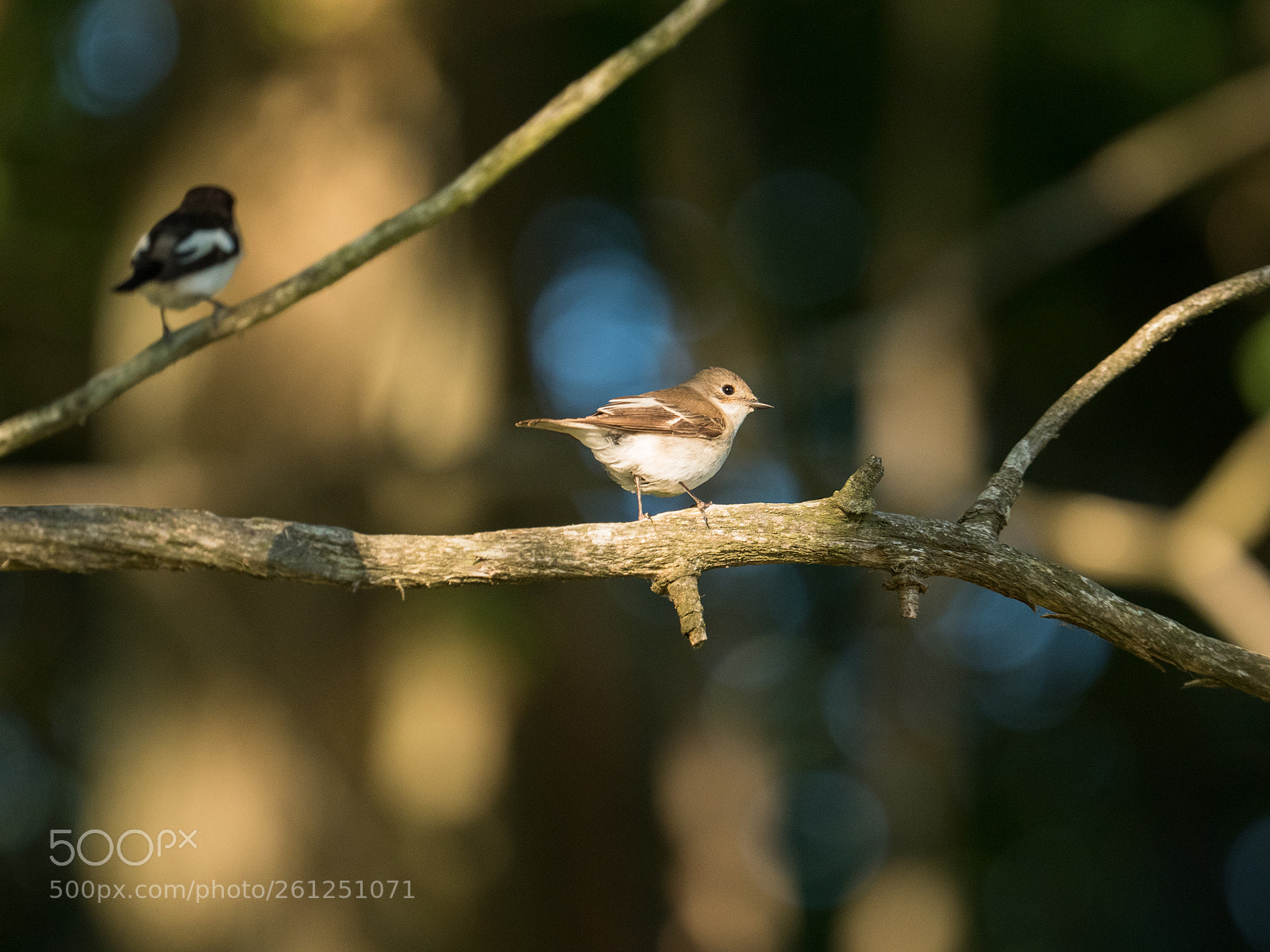 Panasonic Lumix DC-G9 sample photo. Mrs pied european flycatcher photography
