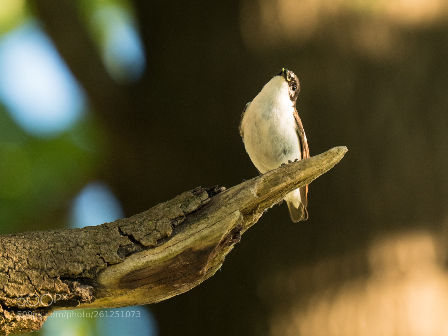 Panasonic Lumix DC-G9 sample photo. Mr pied european flycatcher photography