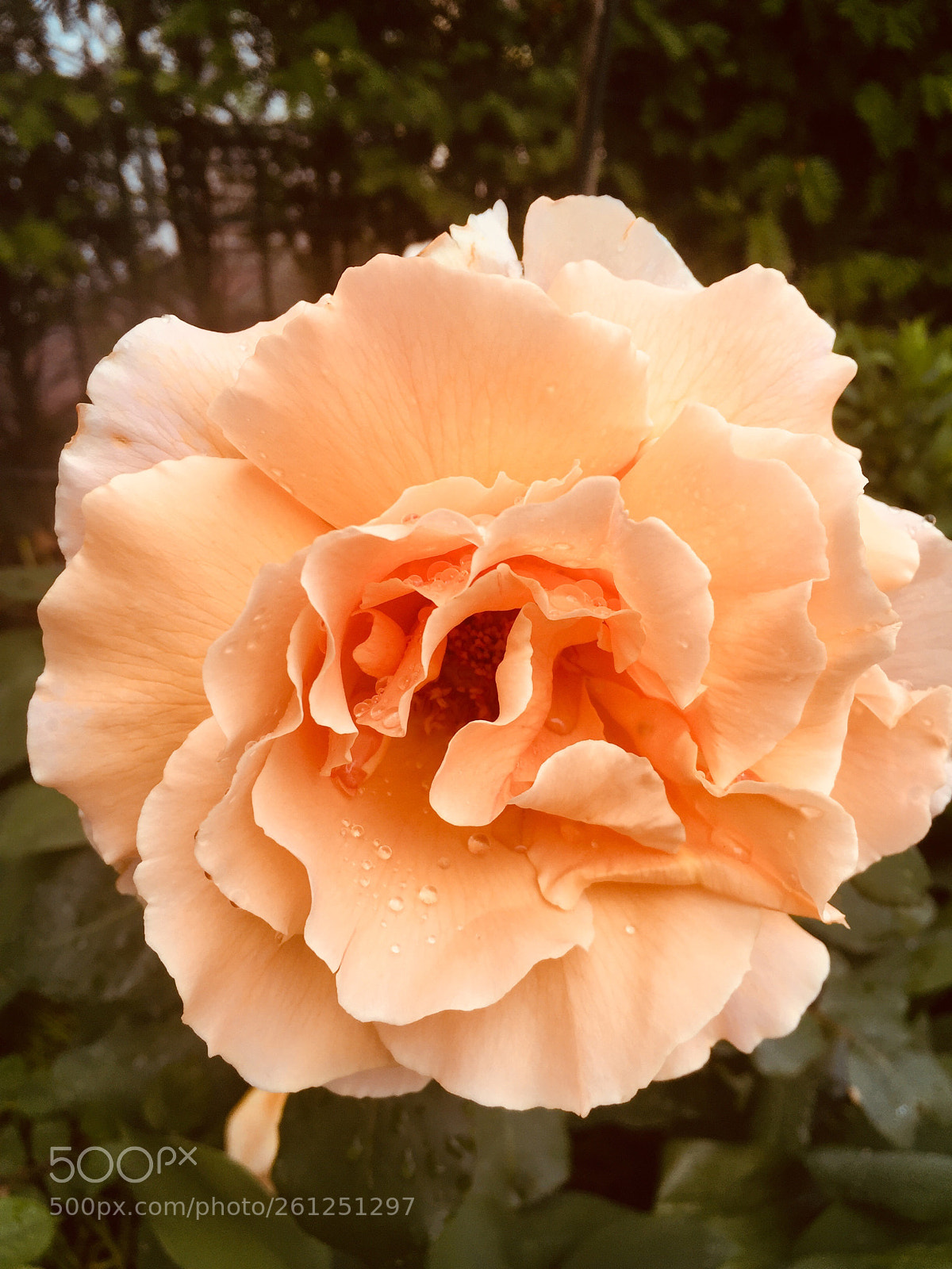 Apple iPhone 6 sample photo. Untitled photography