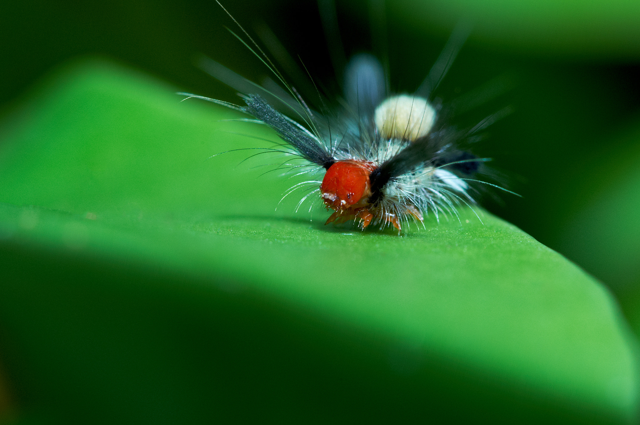 Caterpillar