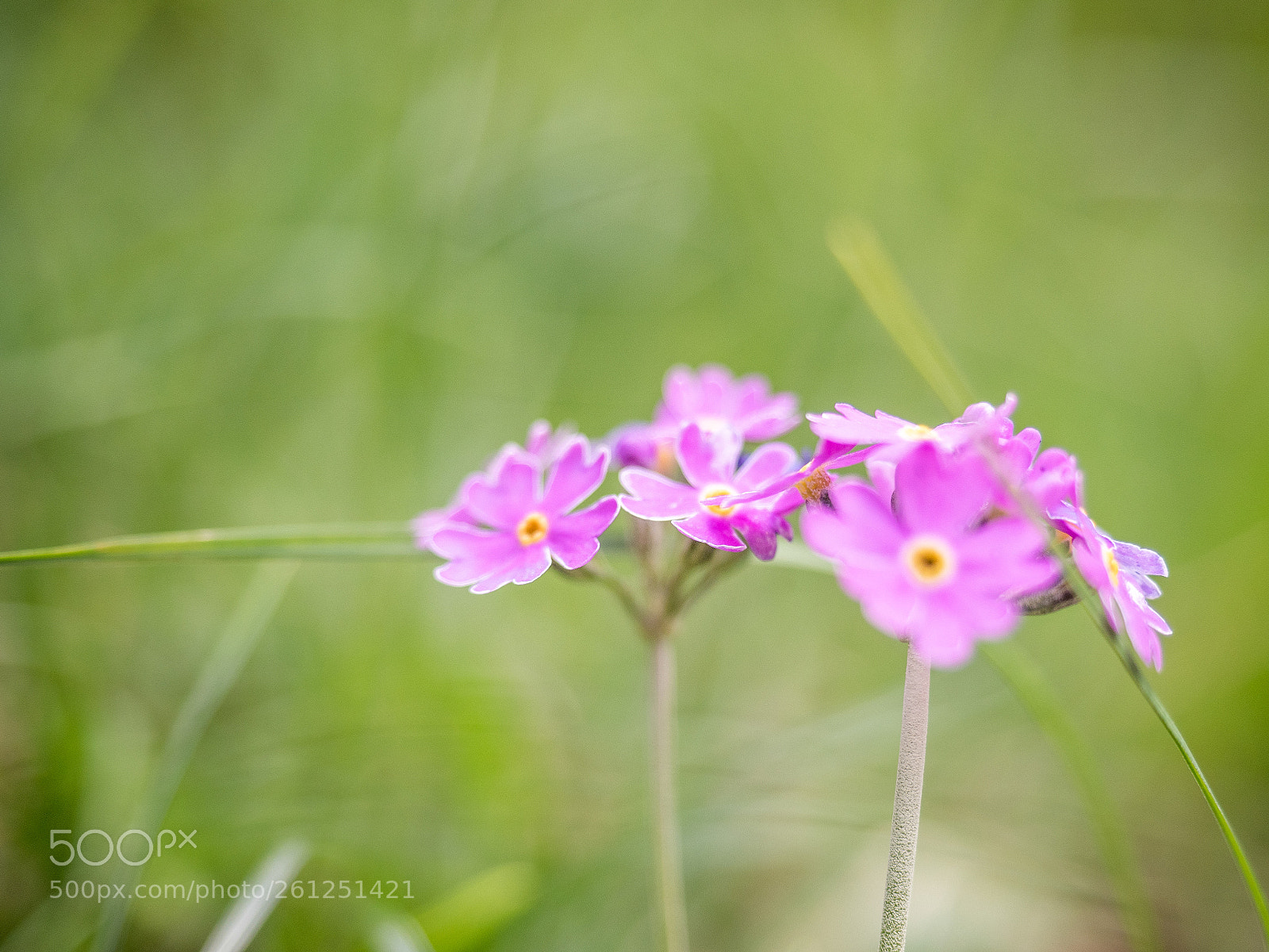Olympus OM-D E-M5 II sample photo. Flower... photography