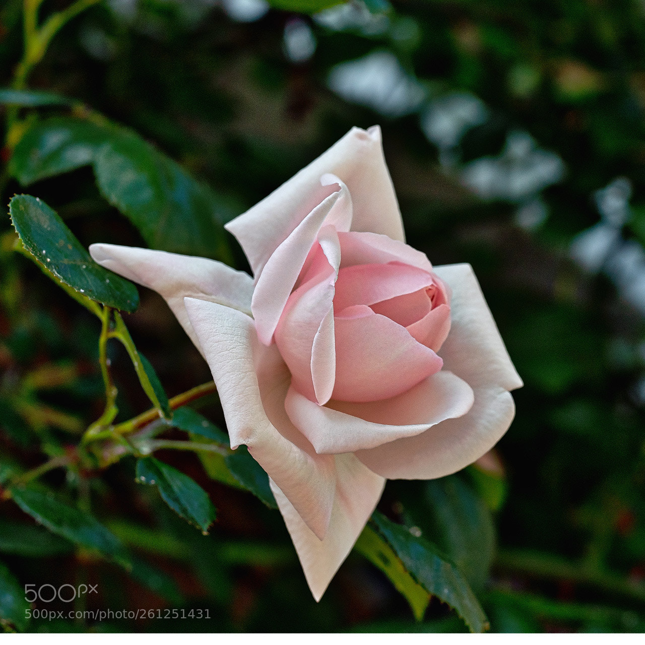 Olympus OM-D E-M1 Mark II sample photo. Another rose photography