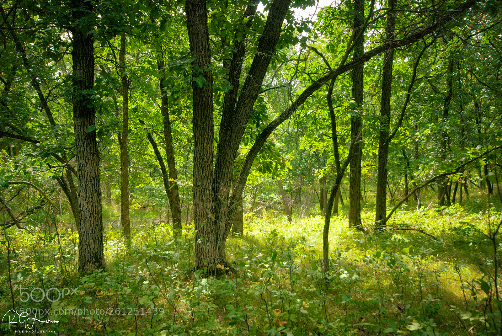 Pentax K200D sample photo. Warm summer afternoon photography