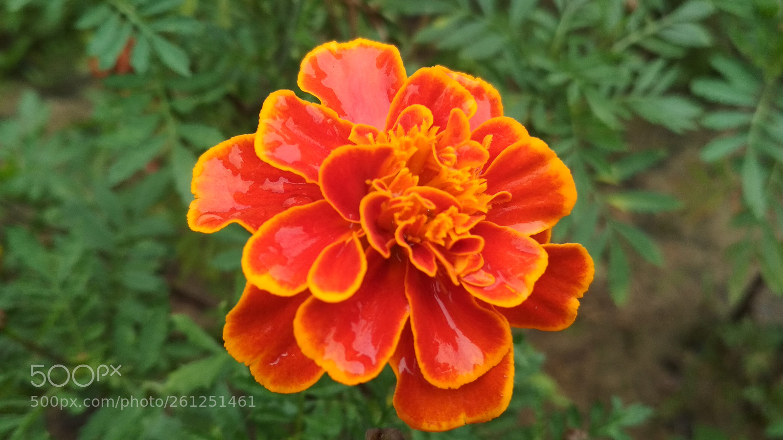 Xiaomi Redmi 4X sample photo. Beauty of bloom photography
